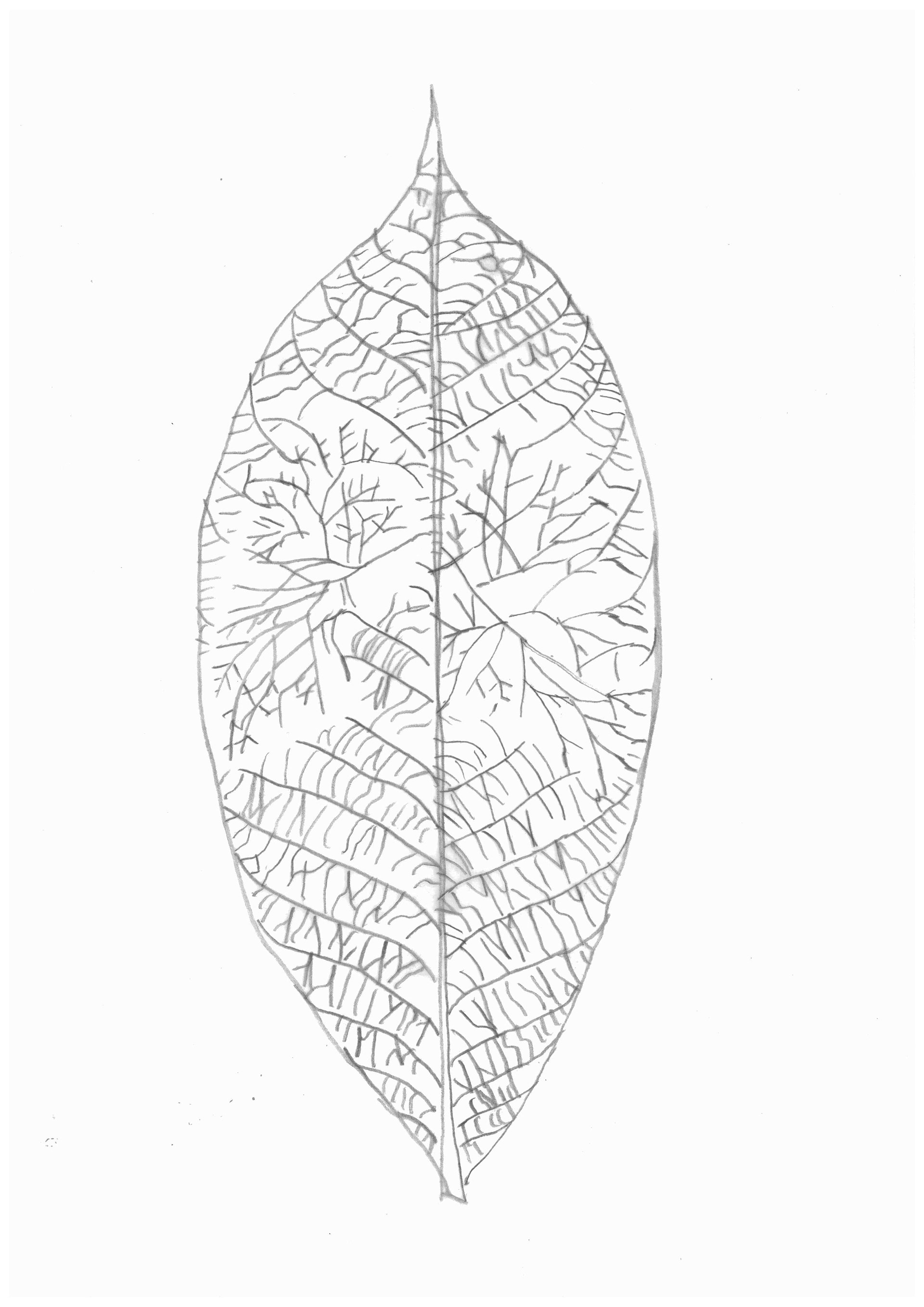 Initial Sketch