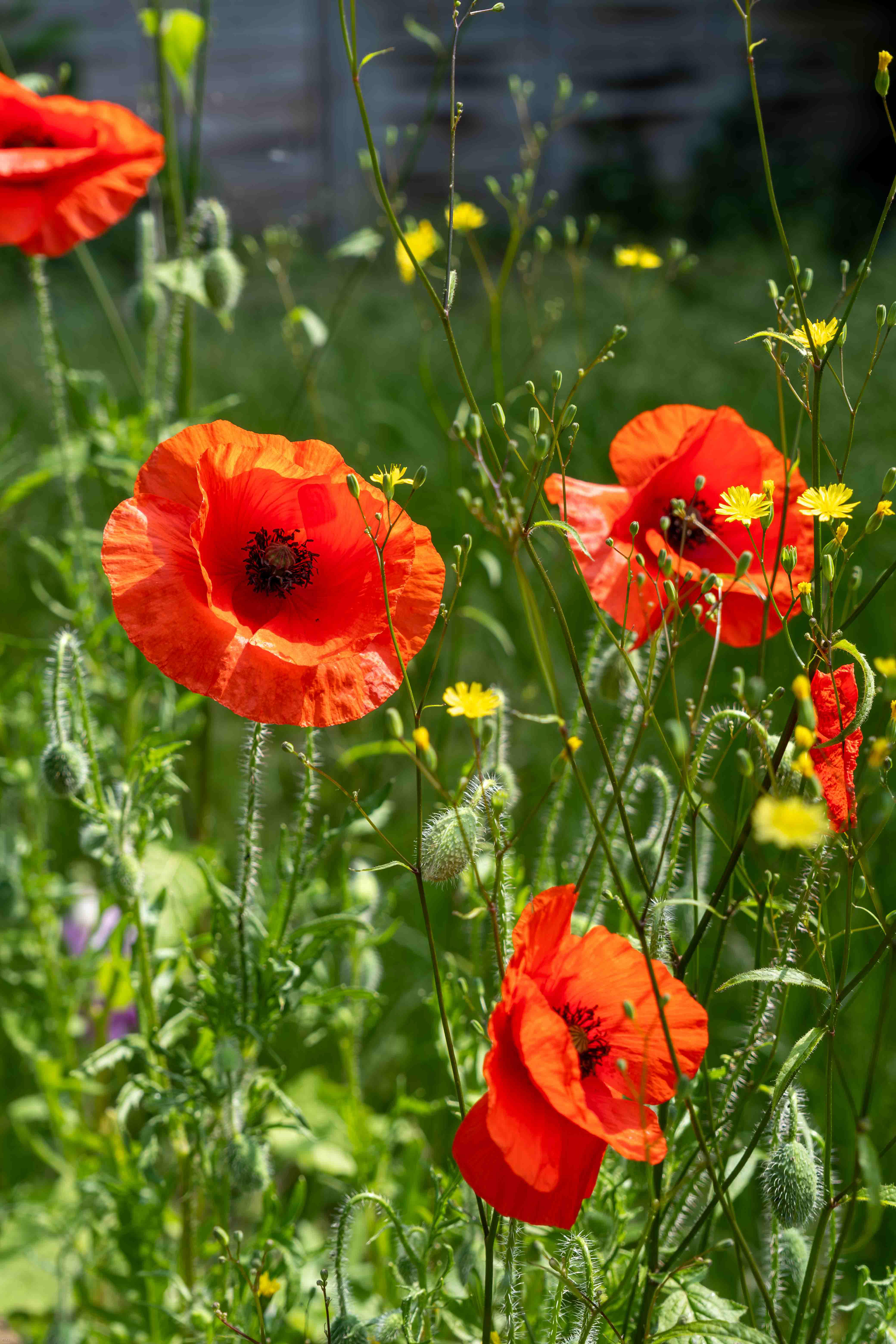 Poppies