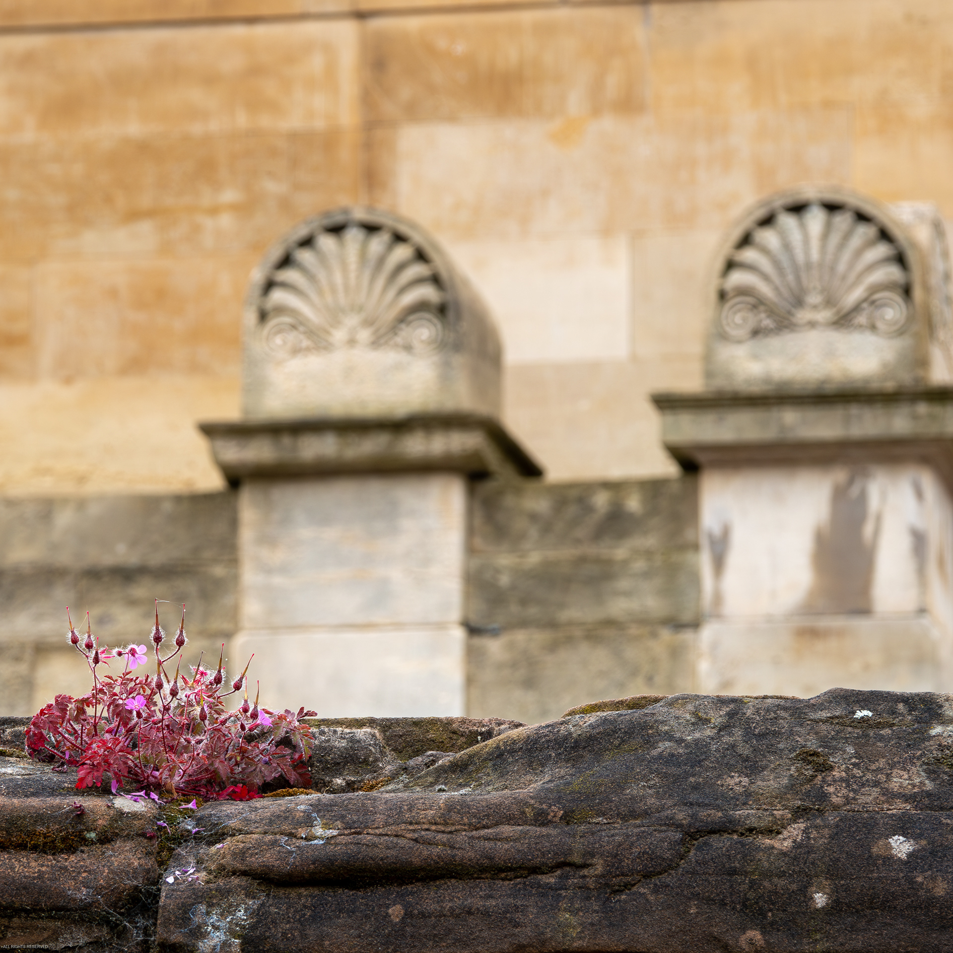 Herb Robert at Coventry Cathedral