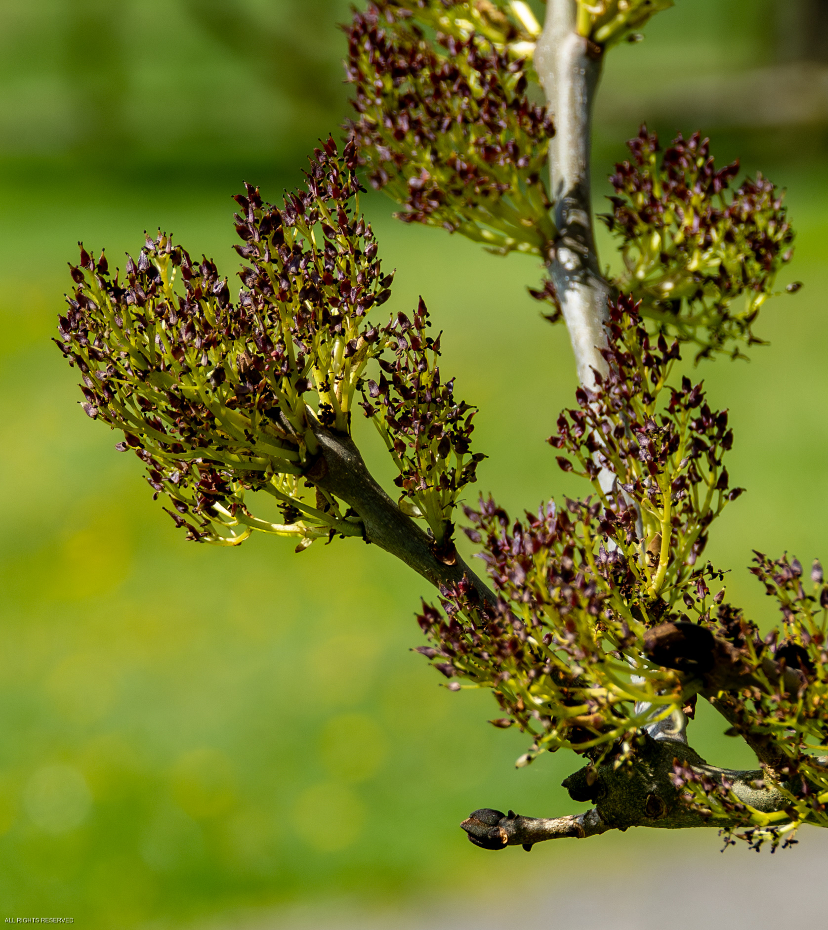 New growth