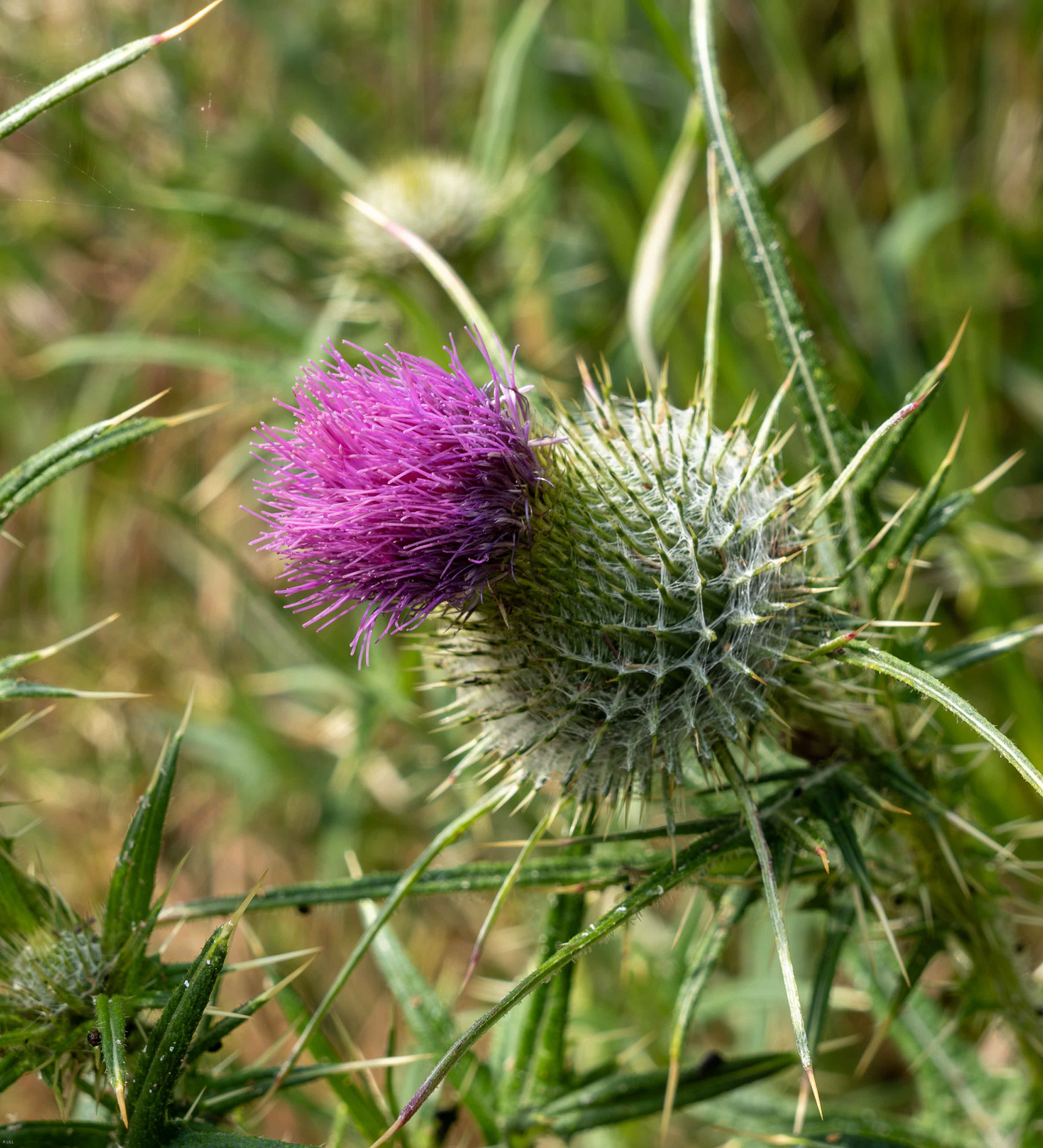 Cirsium the Common British Thistle
