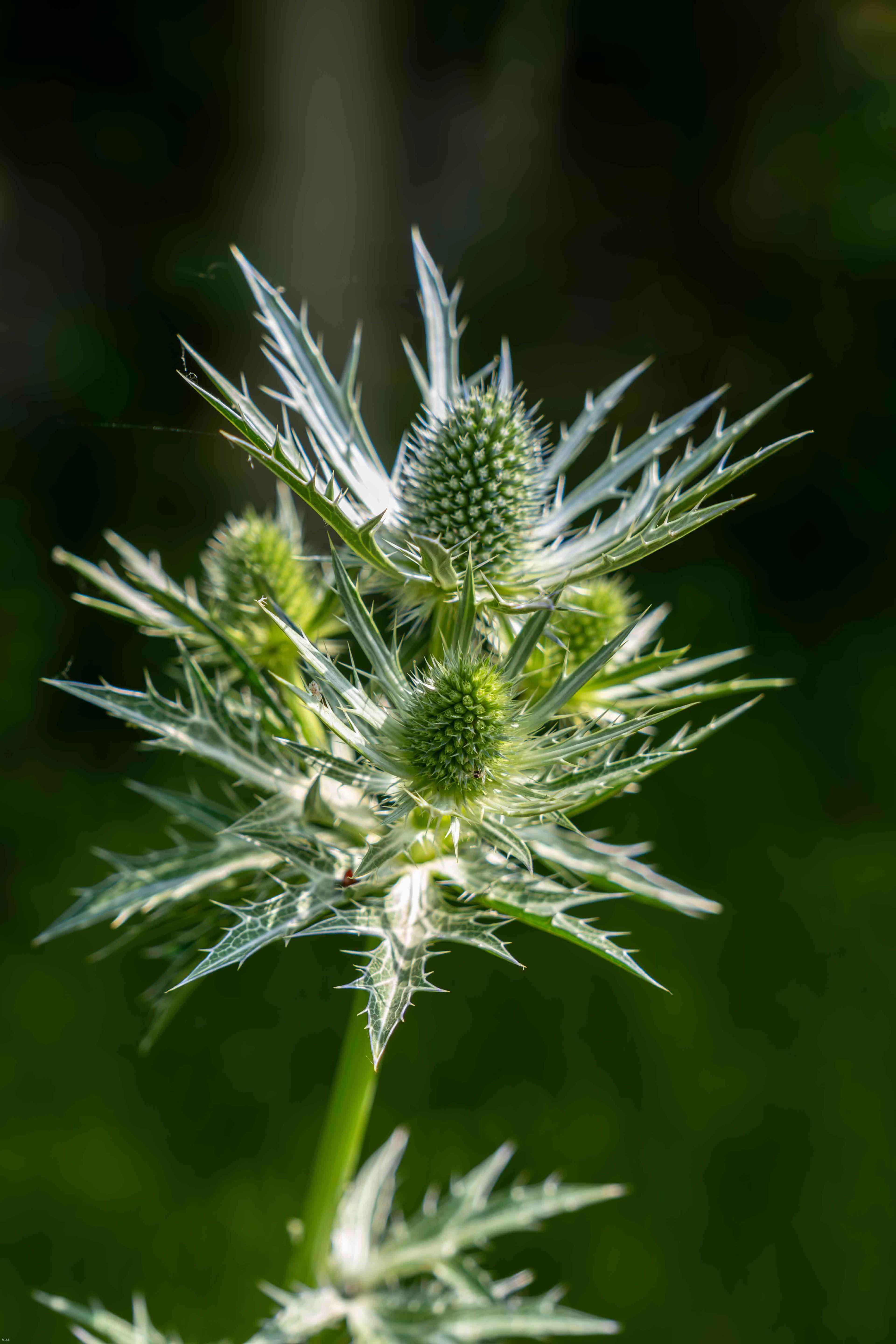 Sea Holly