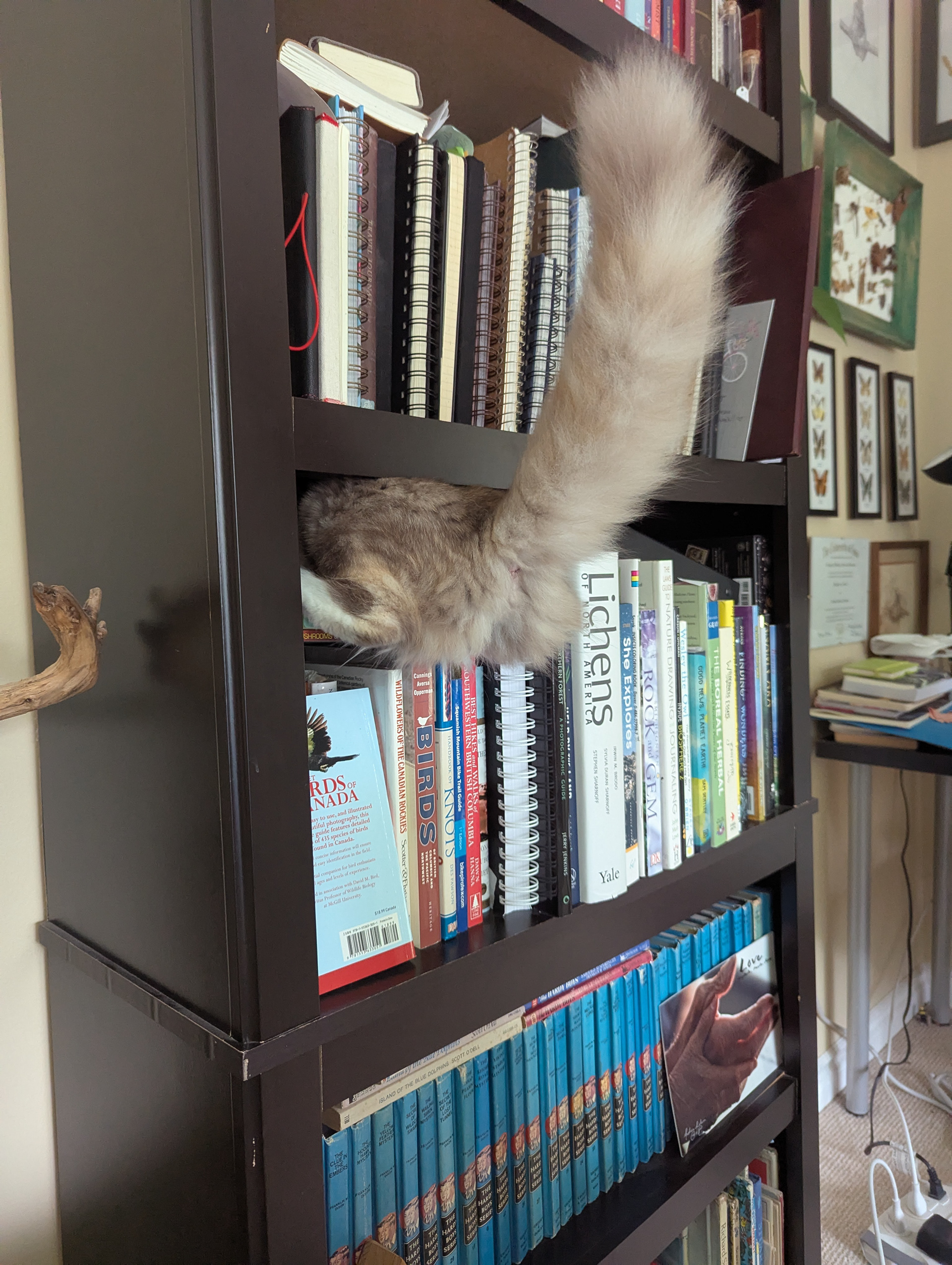 My daughter's cat is so funny.