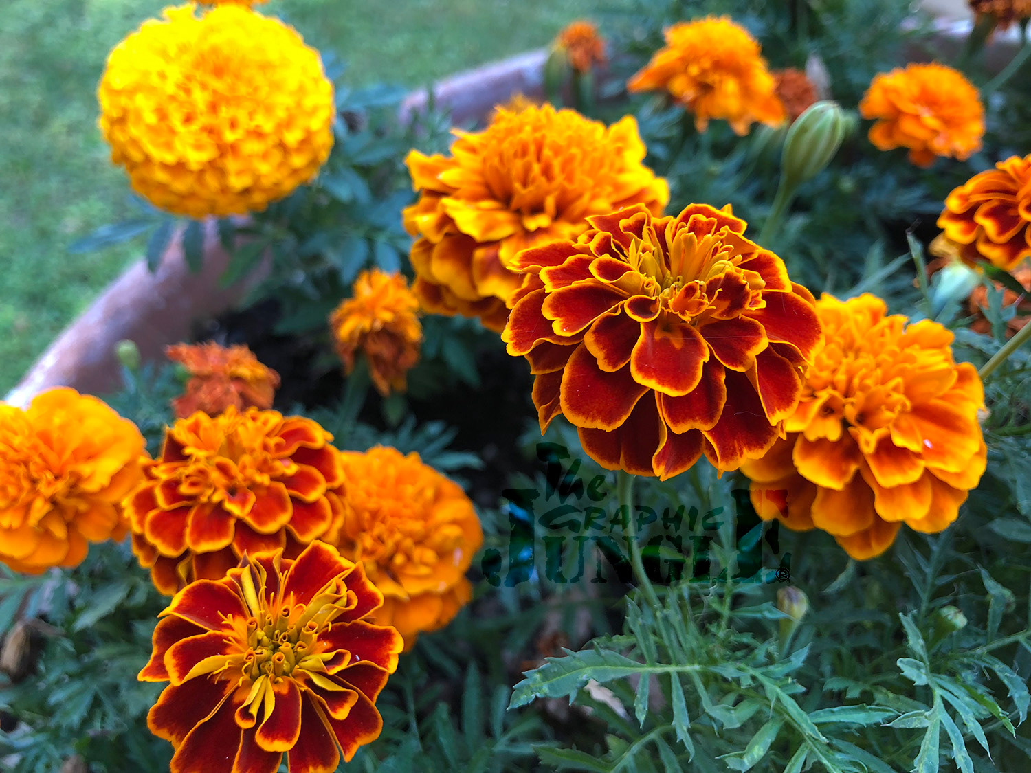 flowers, Donini villa, San Martino in Campo, Umbria