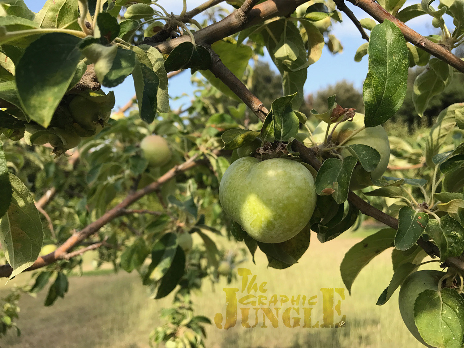 Apple Pitti Palace, Boboli Gardens, Florence