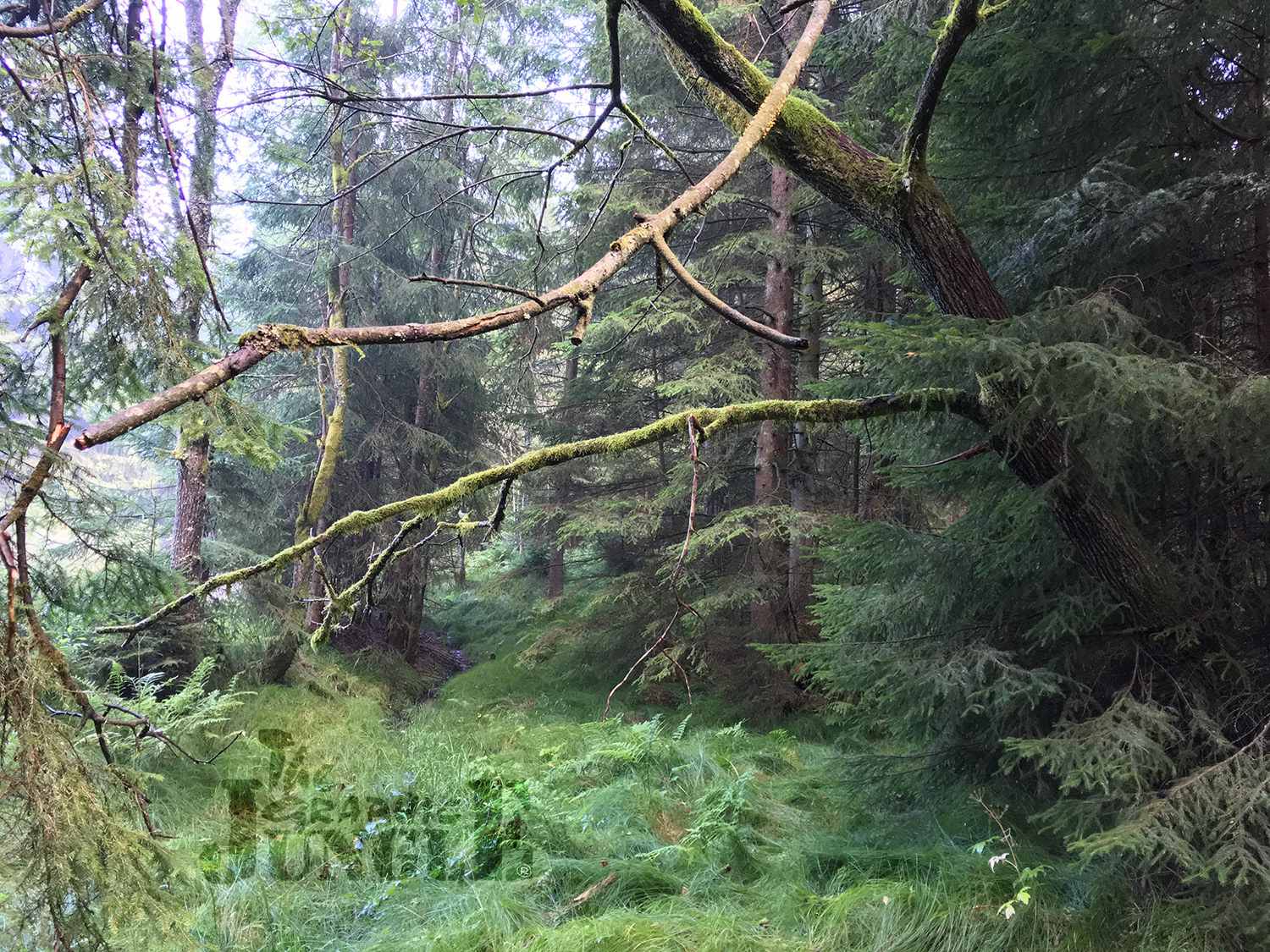 forest, Kollnburg, Bavaria