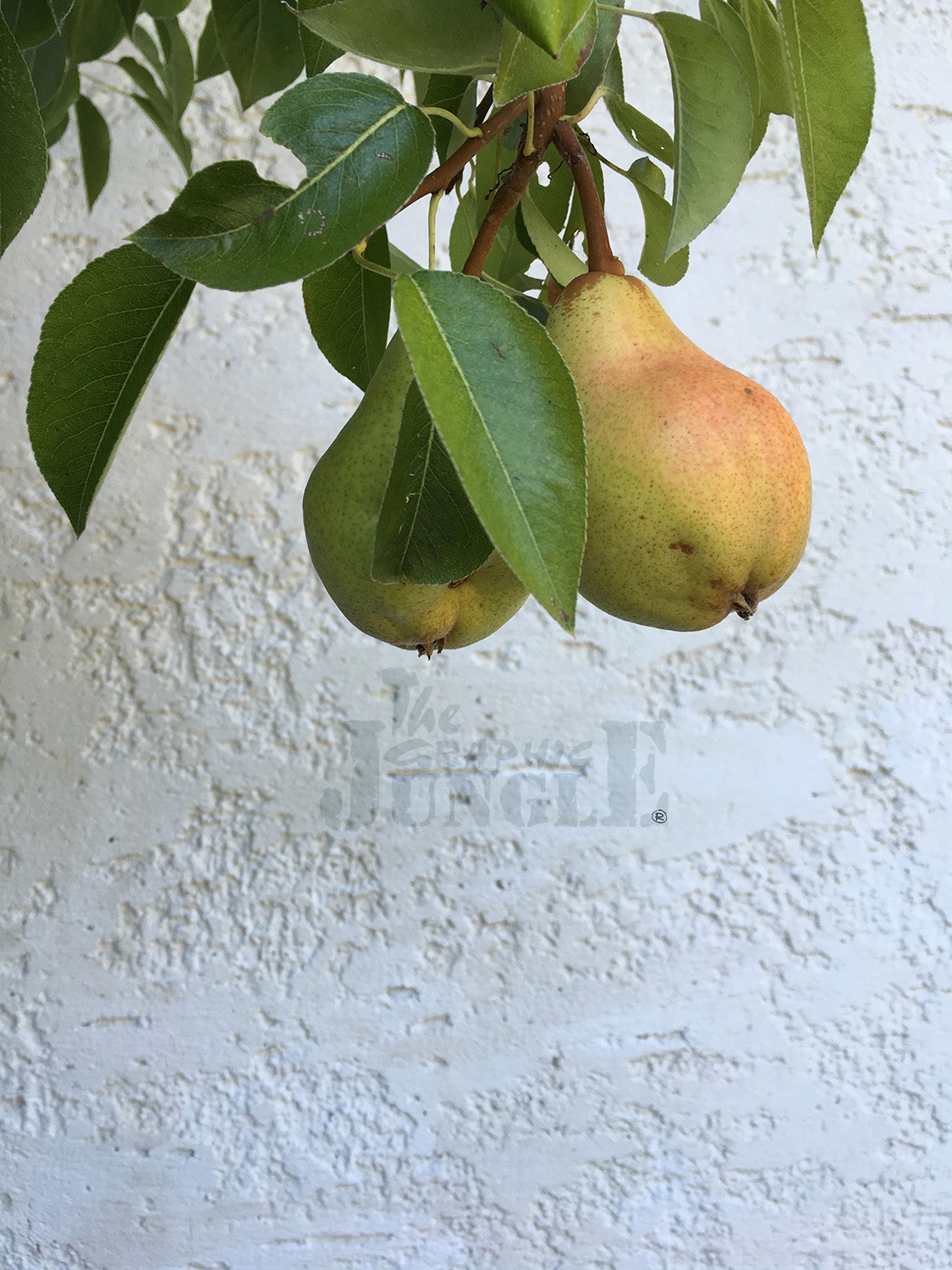pear tree, Bavaria