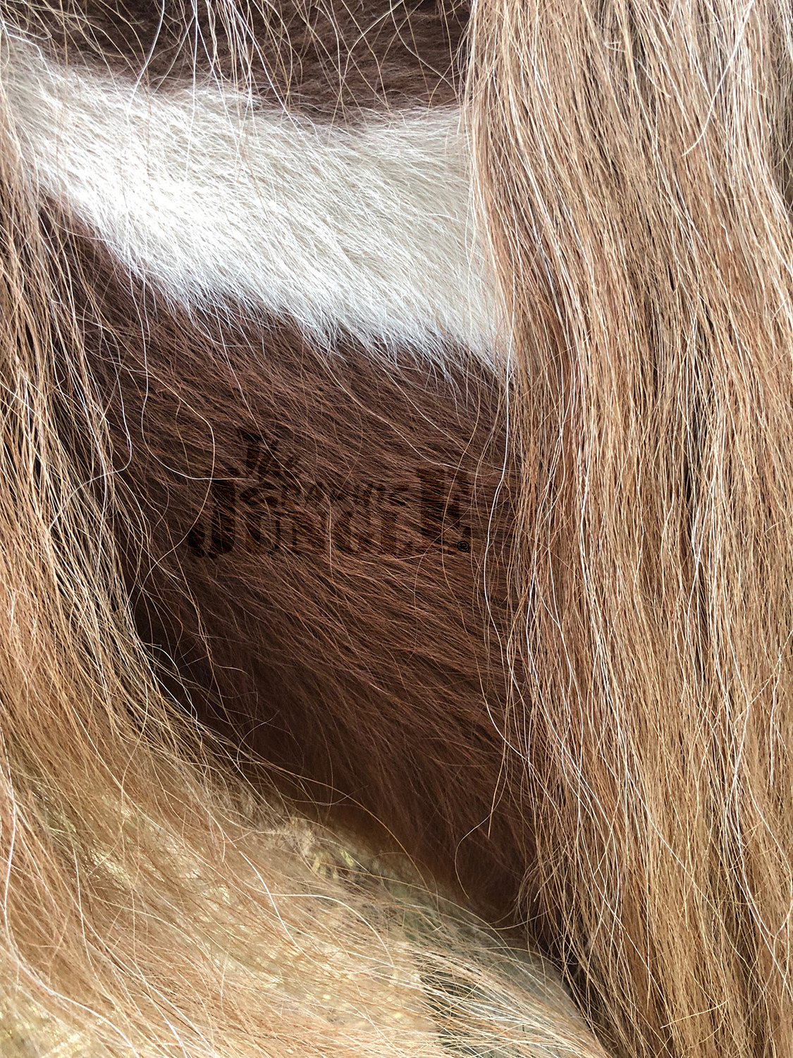 fur/hair-pony Asia, Villa Betteloni, Verona, Pietro In Cariano