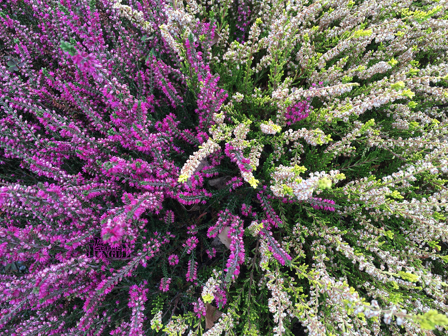 flowers, Bavaria