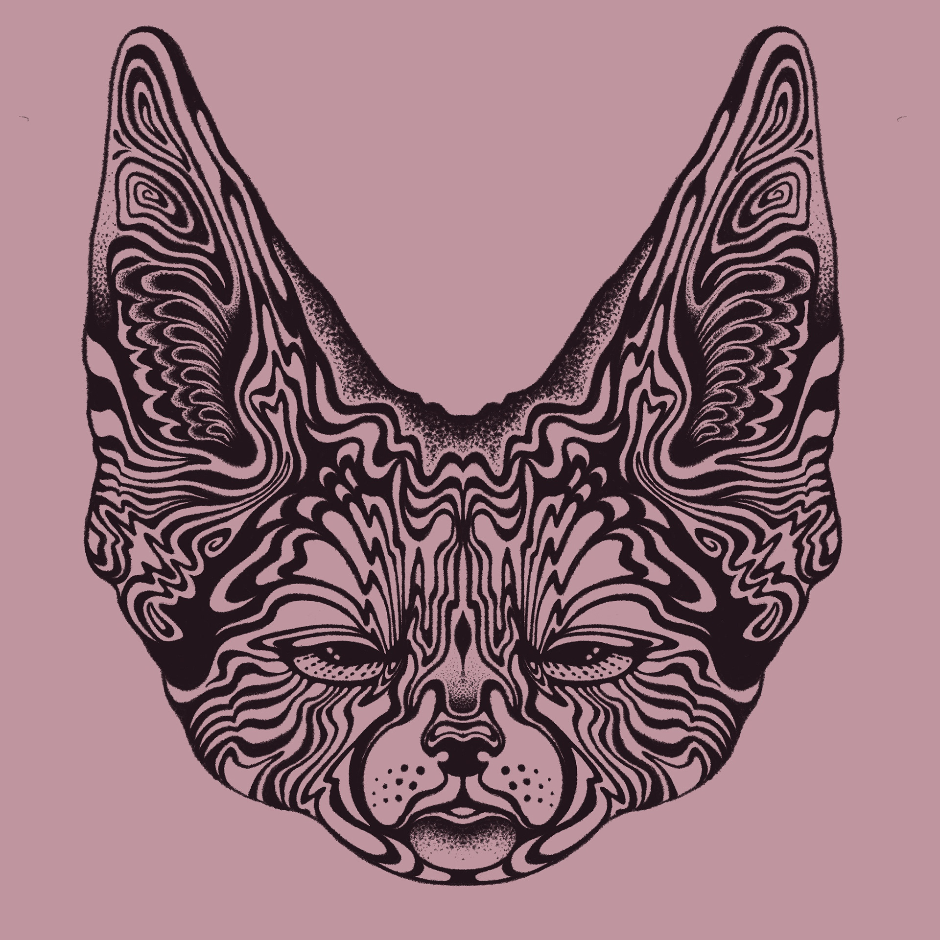 fennec fox