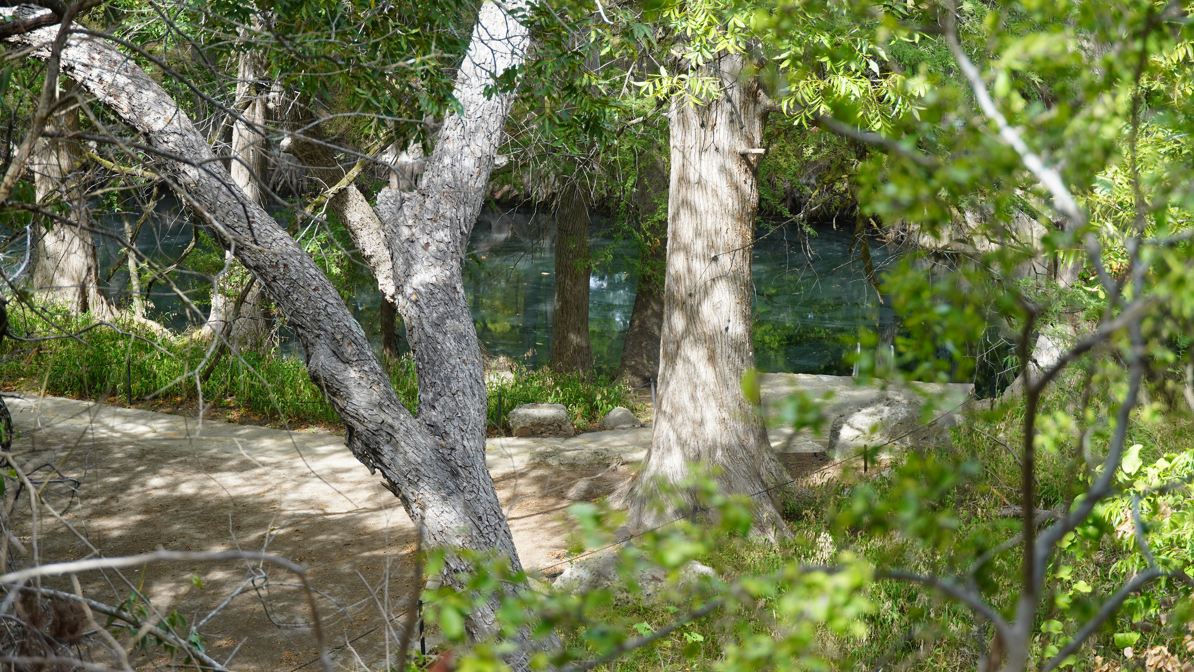 Watering hole with crystal blue water through the tree line. 