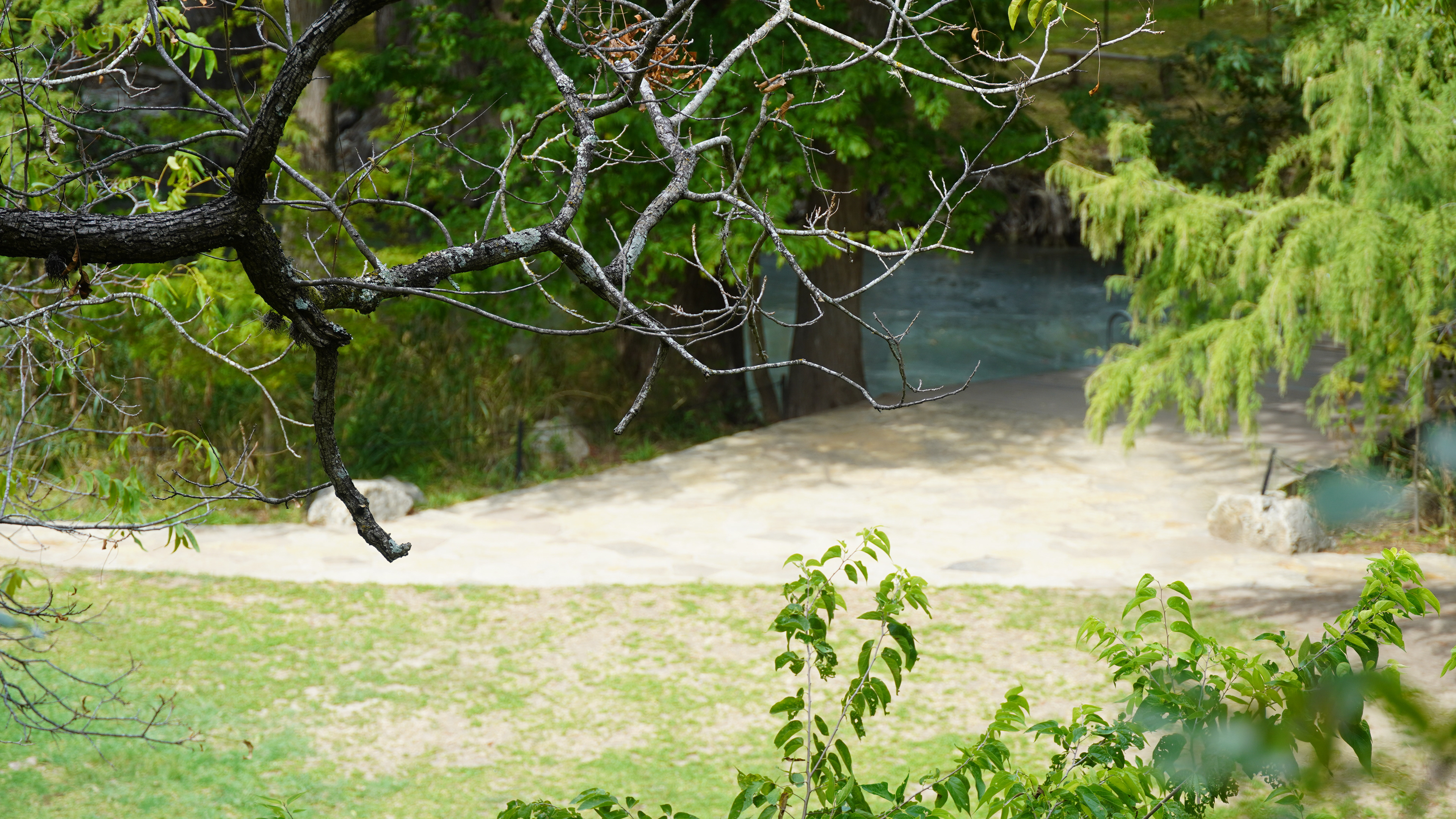 Watering hole through the trees