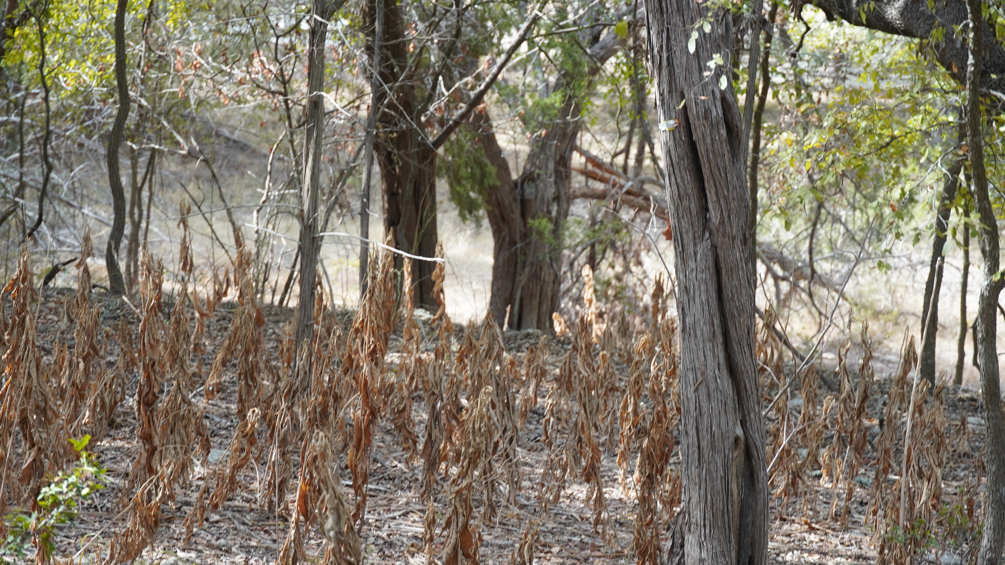 Plants dead from the Texas heat. 