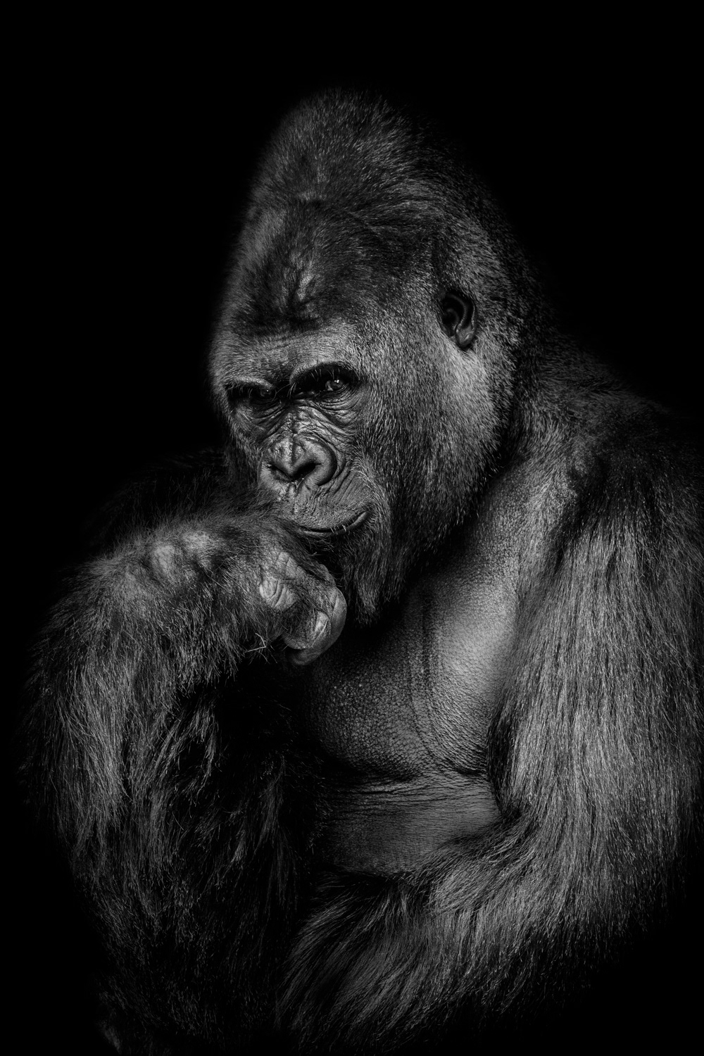 Ajari, Houston Zoo