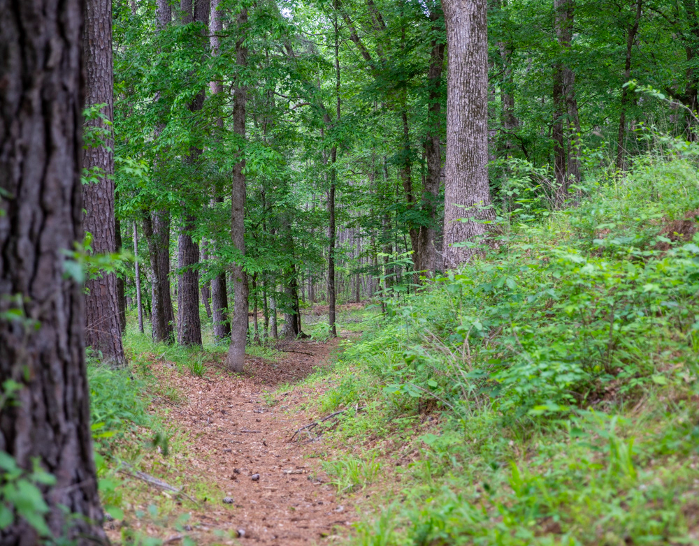 J. Daniel Escareño - Mission Tejas State Park