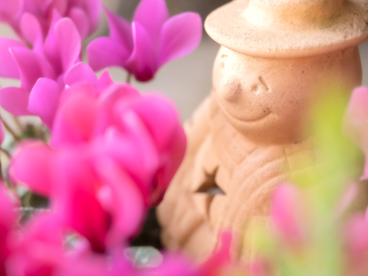 Flowers in small garden