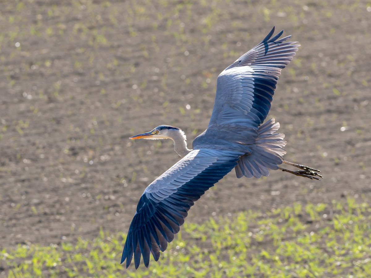 野鳥