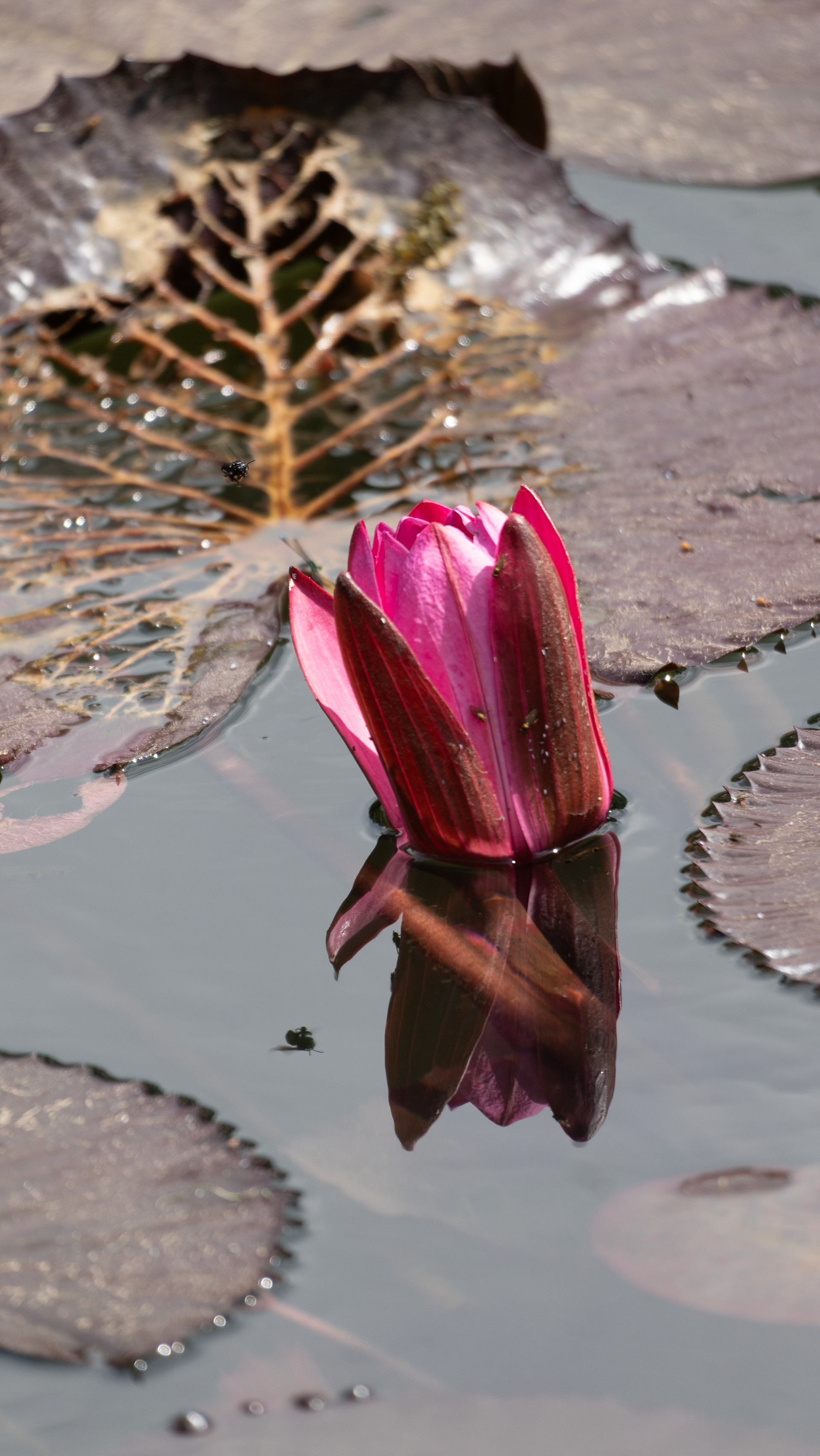 NA MOSCA. Fotografia, lente teleobjetiva, abril de 2024. Jardim Botânico, RJ. Espécie Nymphaea lotus rosa