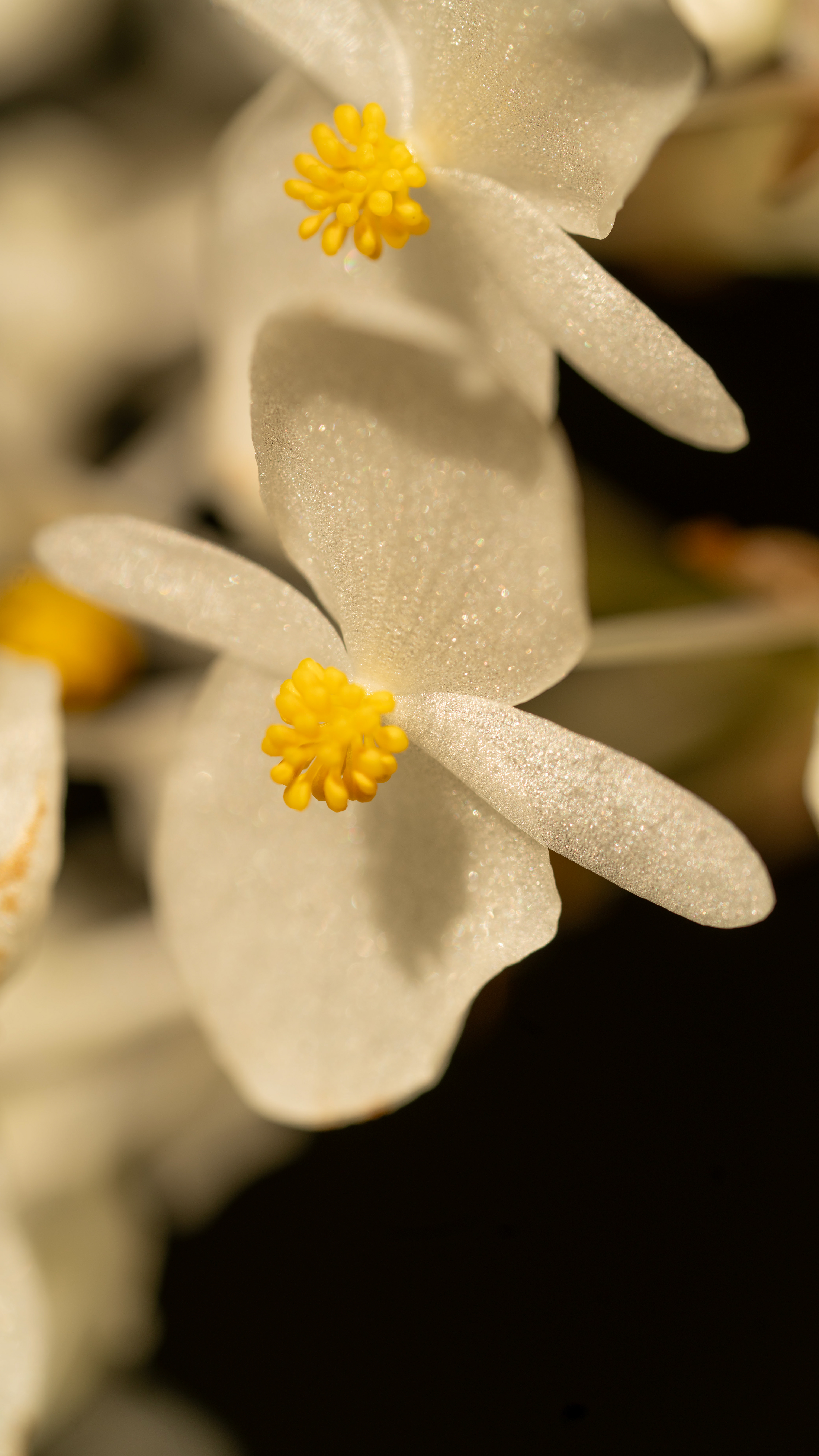EU TAMBÉM SOU LUZ. Fotografia macro, 2 de julho de 2024. Golden hour. São Paulo. Espécie: Begonia maculata