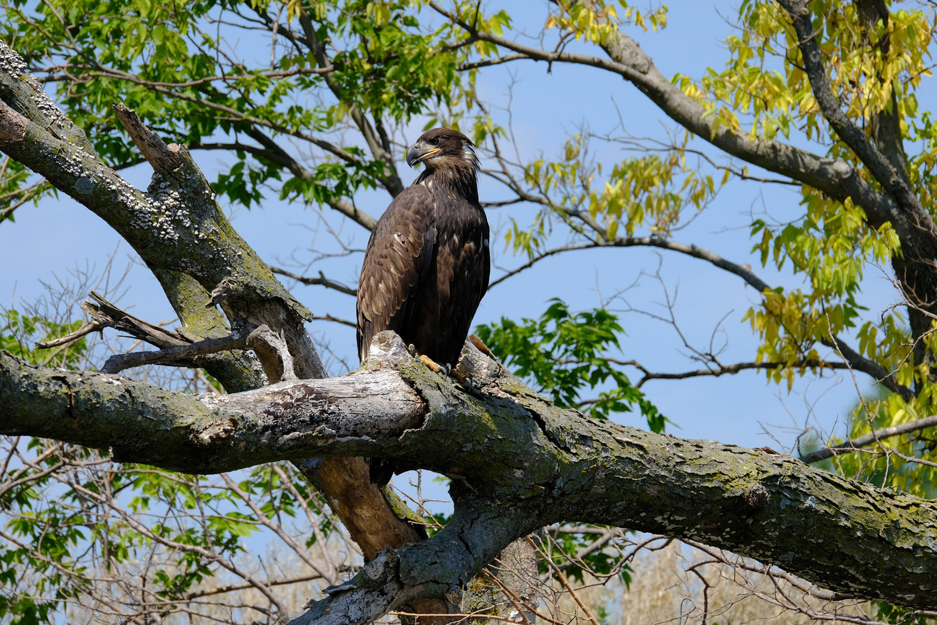 Bald Eagle (Haliaeetus leucocephalus)