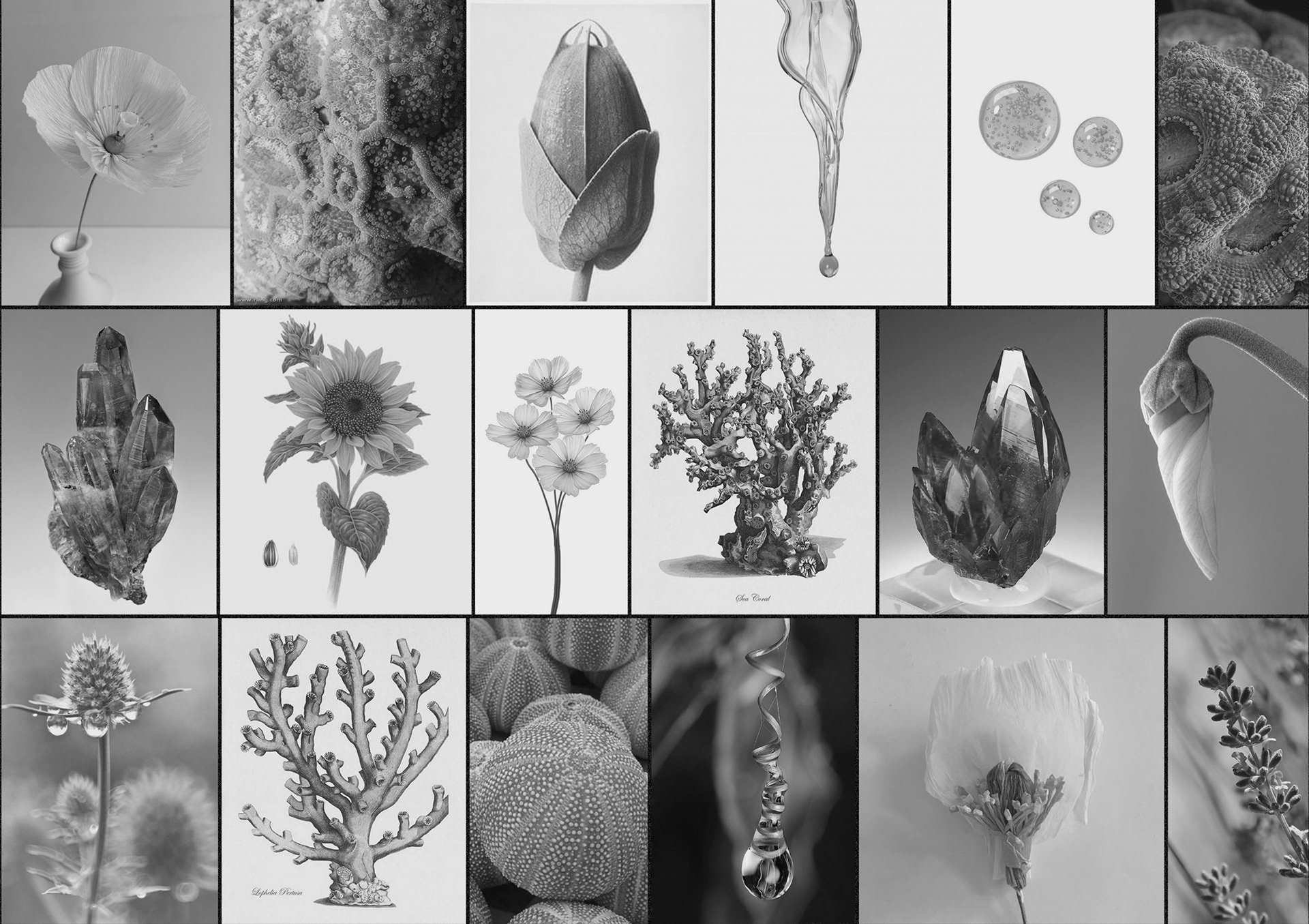 floral moodboard with different black and white photography's of various flowrs and buds 