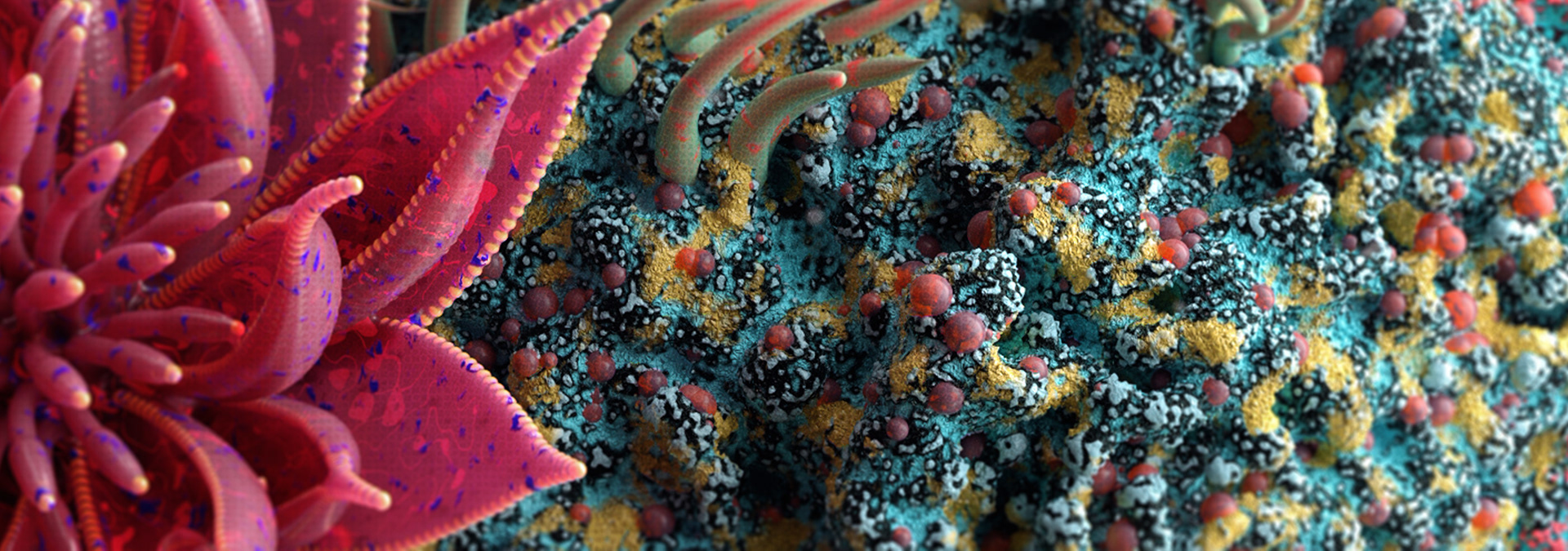 Banner, detail Rendering Cofloral structure