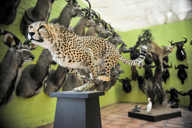 A cheetah hunting trophy mounted at a taxidermist near Windhoek. A percentage of the income from hunting on conservancy land goes to the local community.