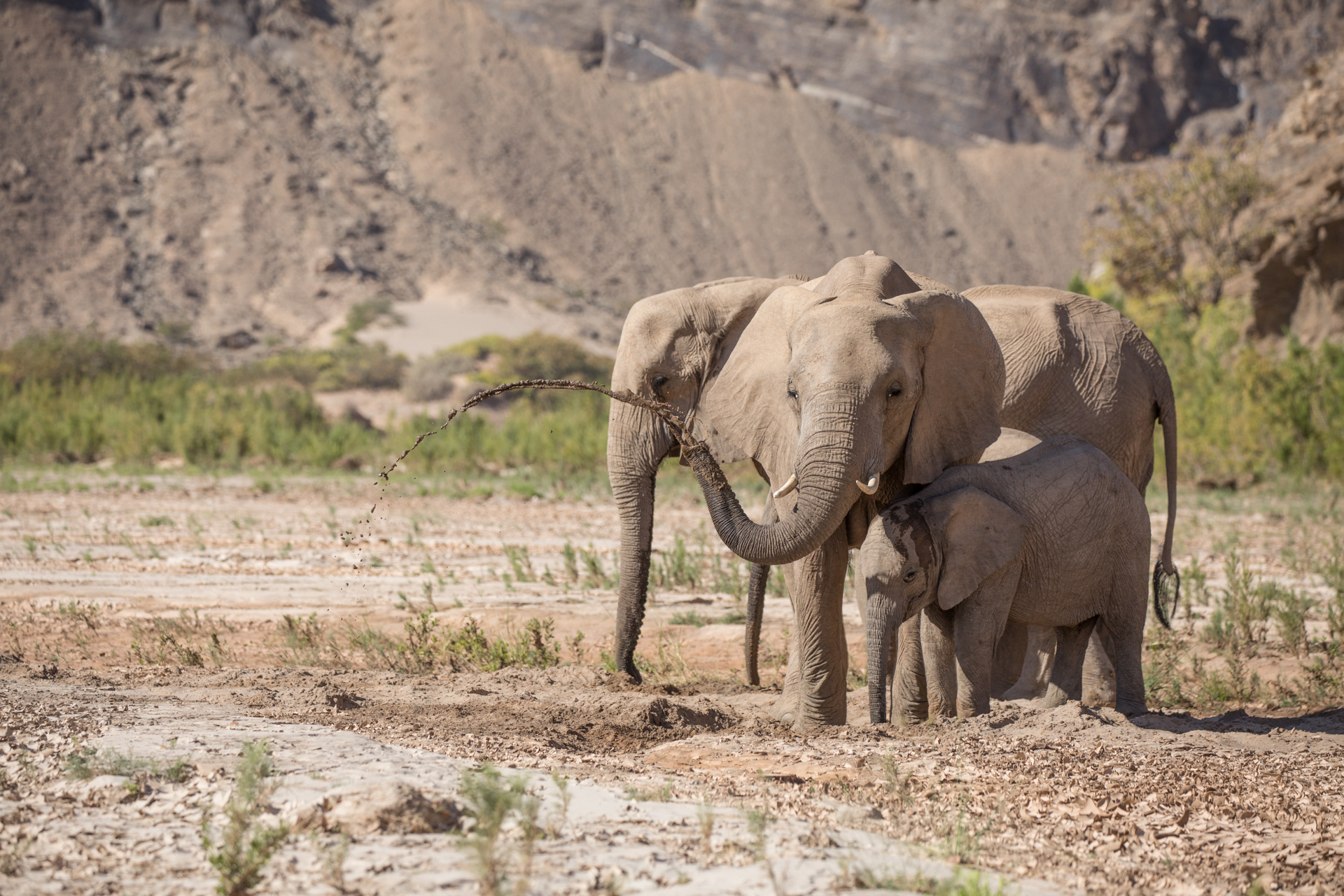 A spring brings sustenance to elephants in the Hoanib River Valley.