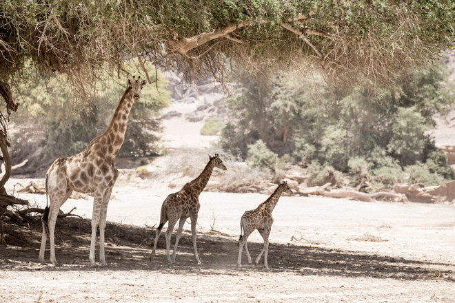 Giraffe are a common sight in the Hoanib River Valley.