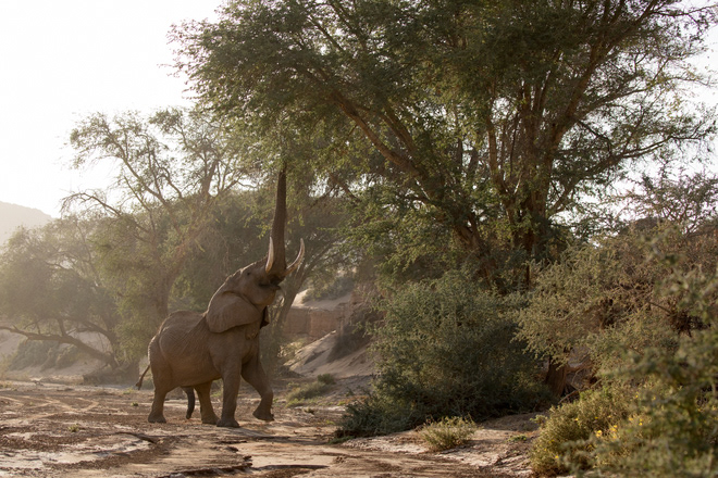An elephant reaches for seed pods at the top of an Ana tree in the Huab River. Some believe elephants in this region are a distinct subspecies of the African bush elephant, but this is not the case. Desert-dwelling elephants were once more widespread in Africa. ©Anton Crone
