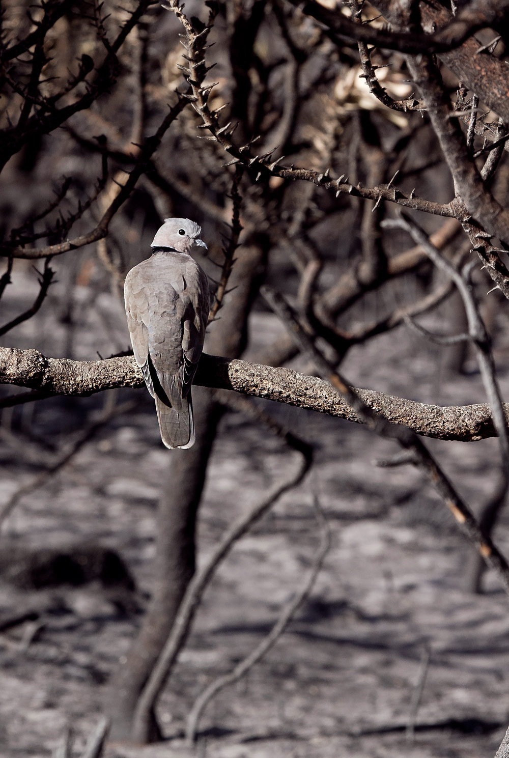 A Cape turtle dove surveys the landscape in search of fresh seeds. ©Christian Boix