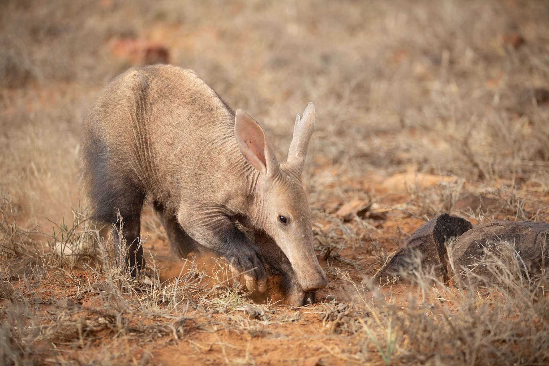 Aardvark Samara