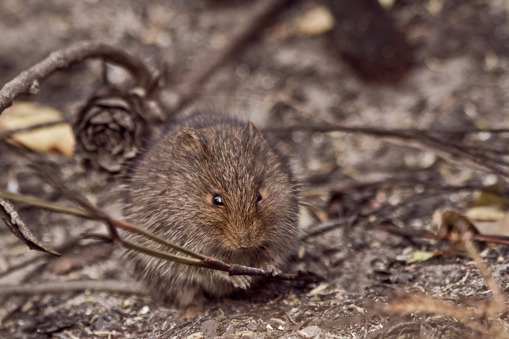 An African vlei rat forages in detritus of the fire. ©Christian Boix