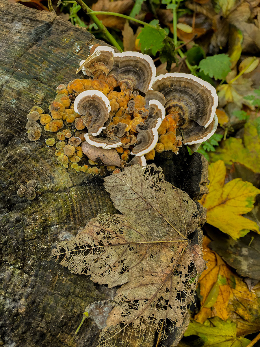 Mushrooms - Antwerp, Belgium