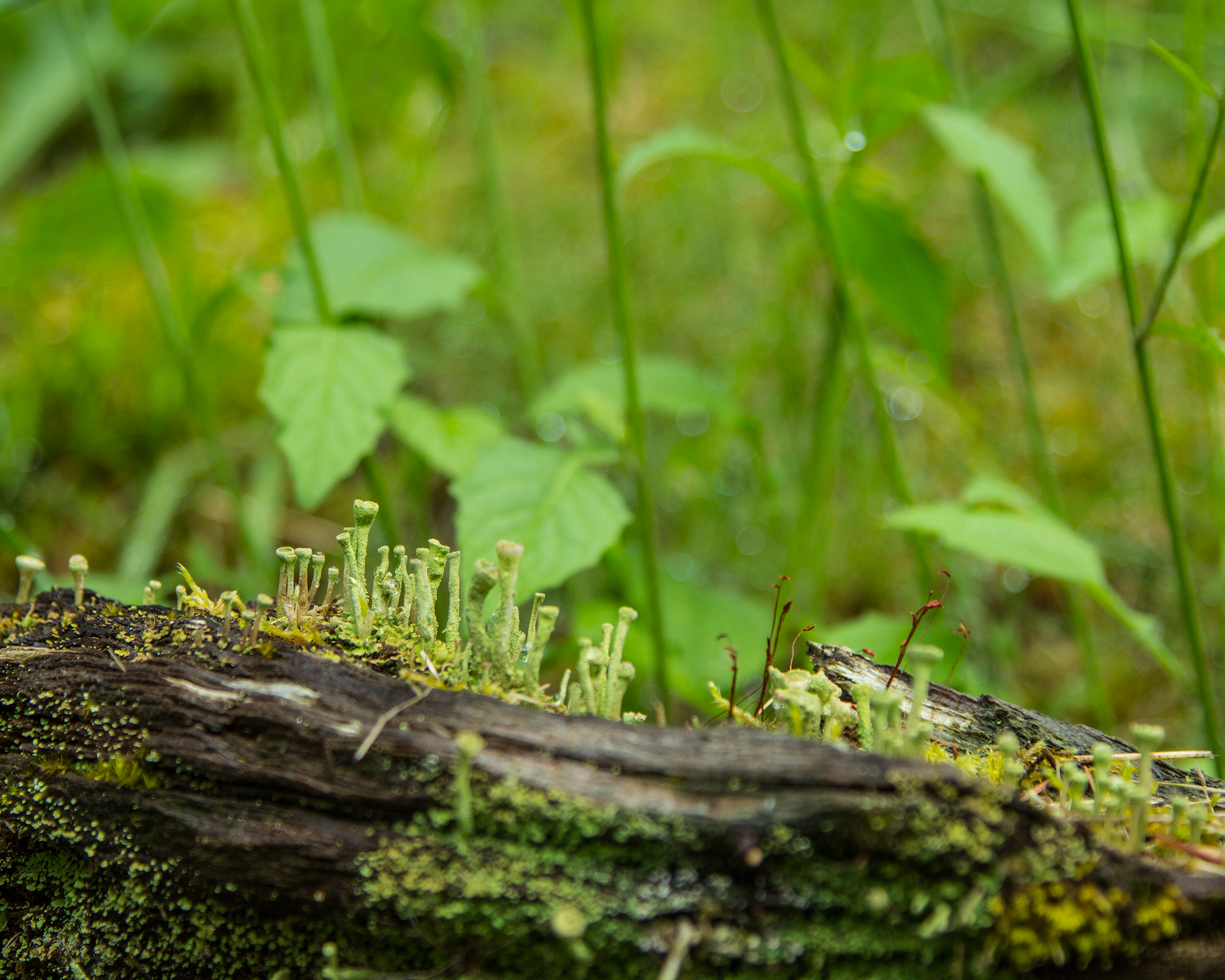 Fairy Forest - Mineral, Washington