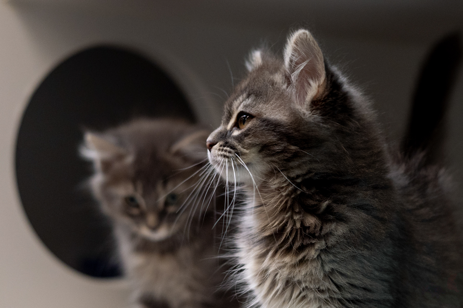 Double the fluff, double the fun—adopt a purring pair!