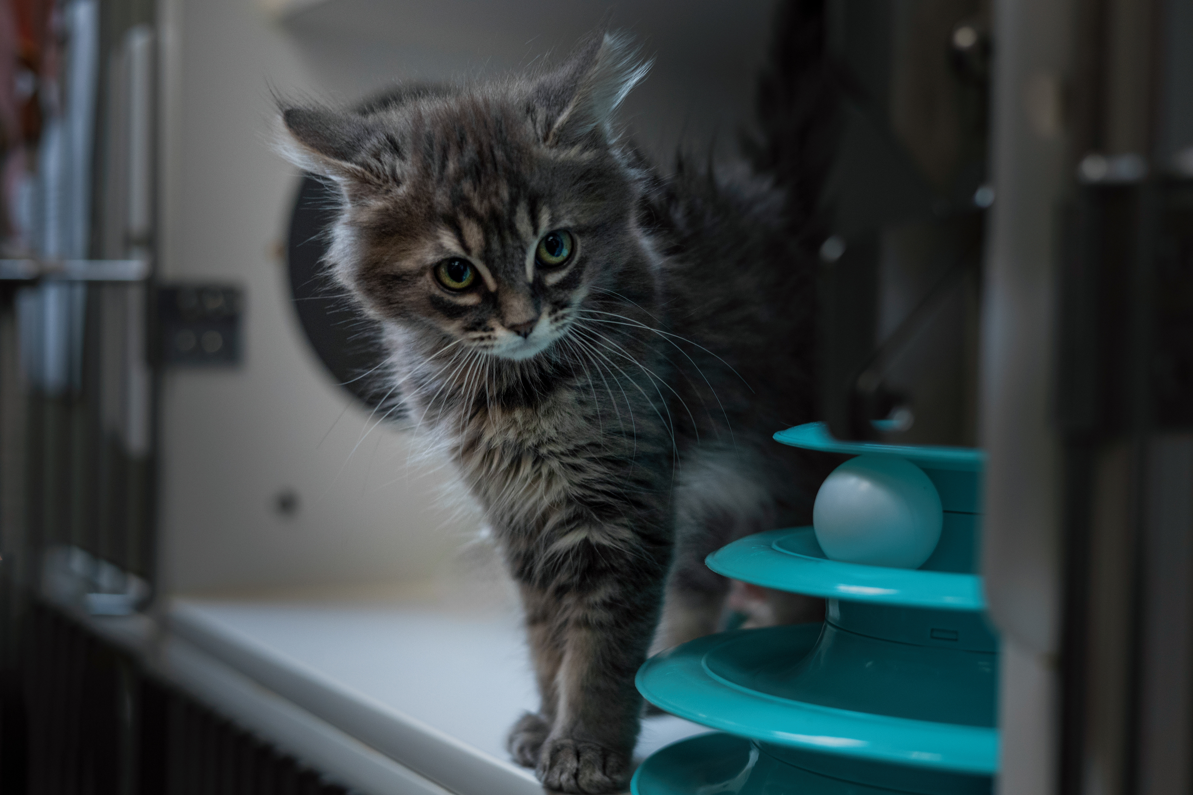 Explorer. Acrobat. Snuggler. Slightly unhinged... This kitten’s the full package.