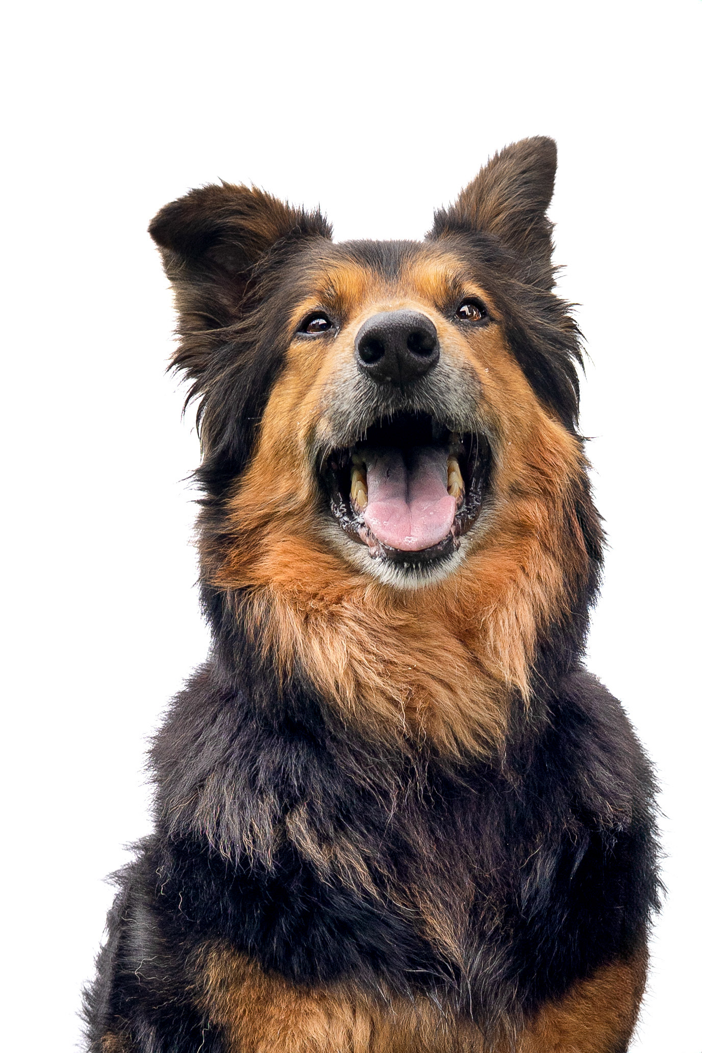 Loyal, wise, and ready to be your sidekick.
