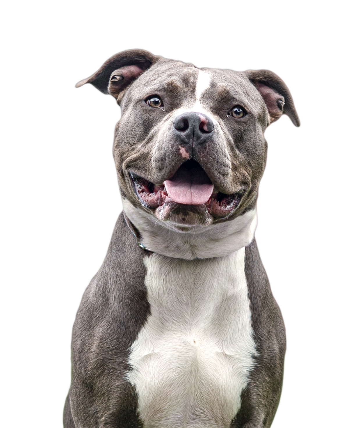 Smiles for days—this pit bull’s love is contagious.