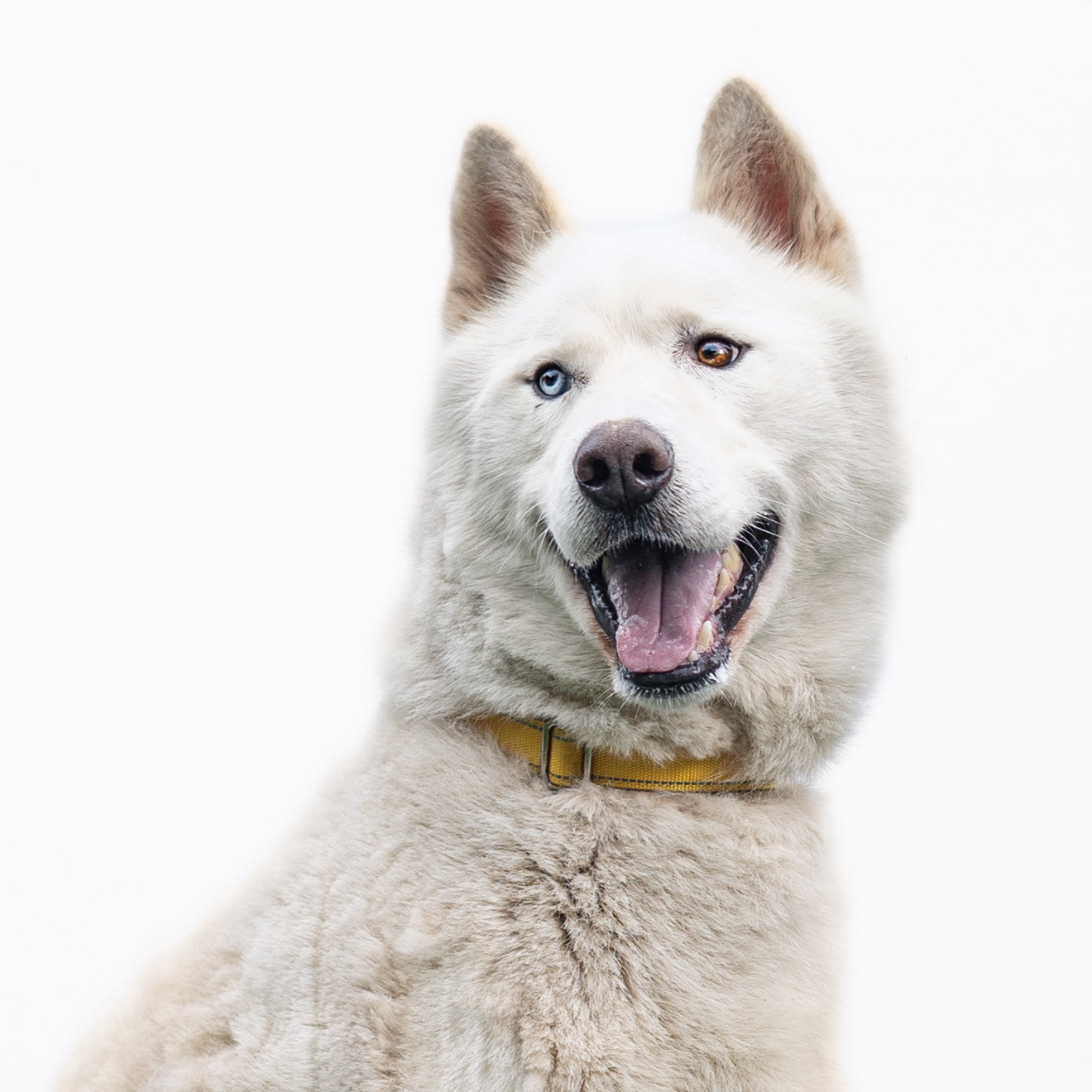 Cool as snow, warm as a hug—adopt this handsome husky!