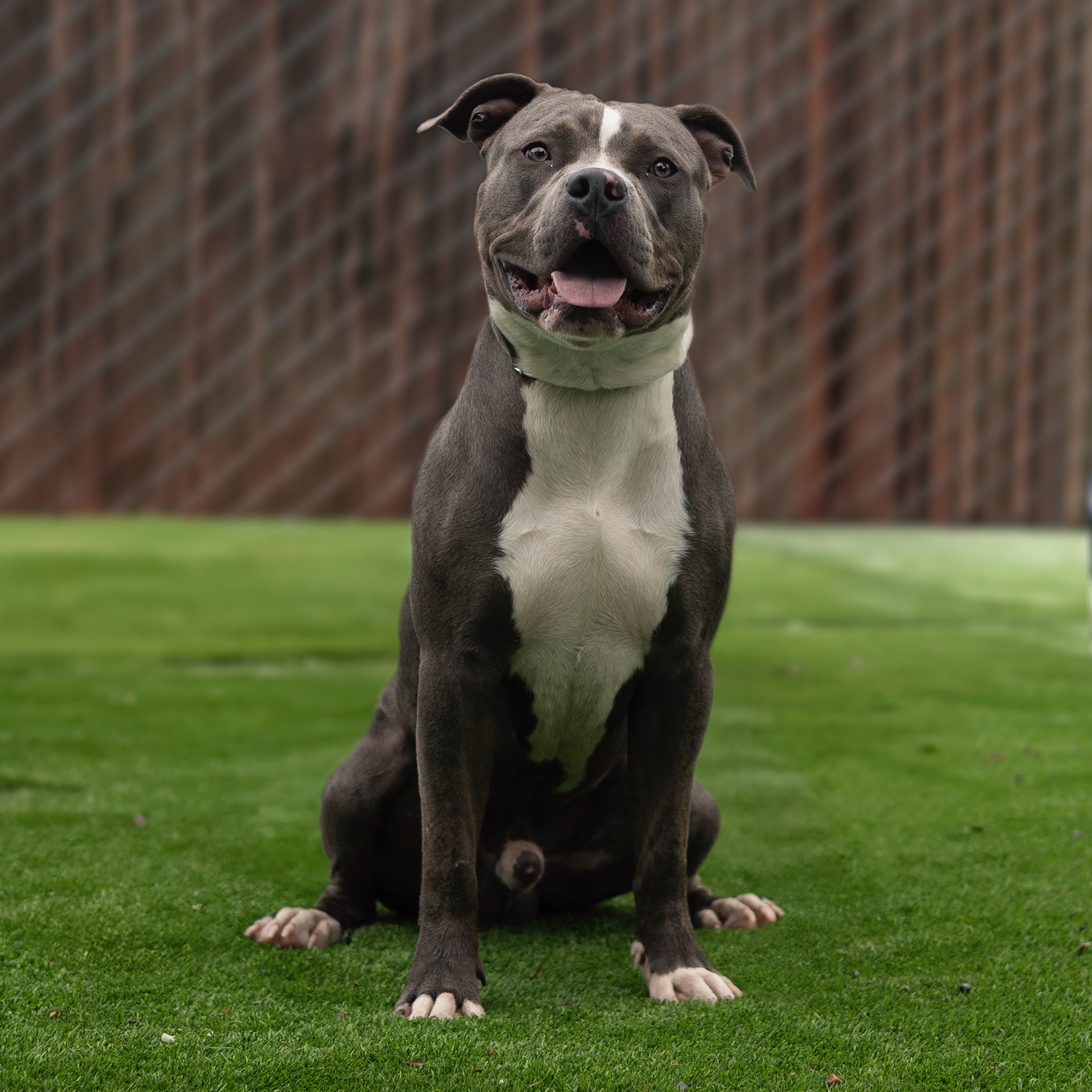 Built like a tank, loves like a teddy bear. This pittie is all heart.