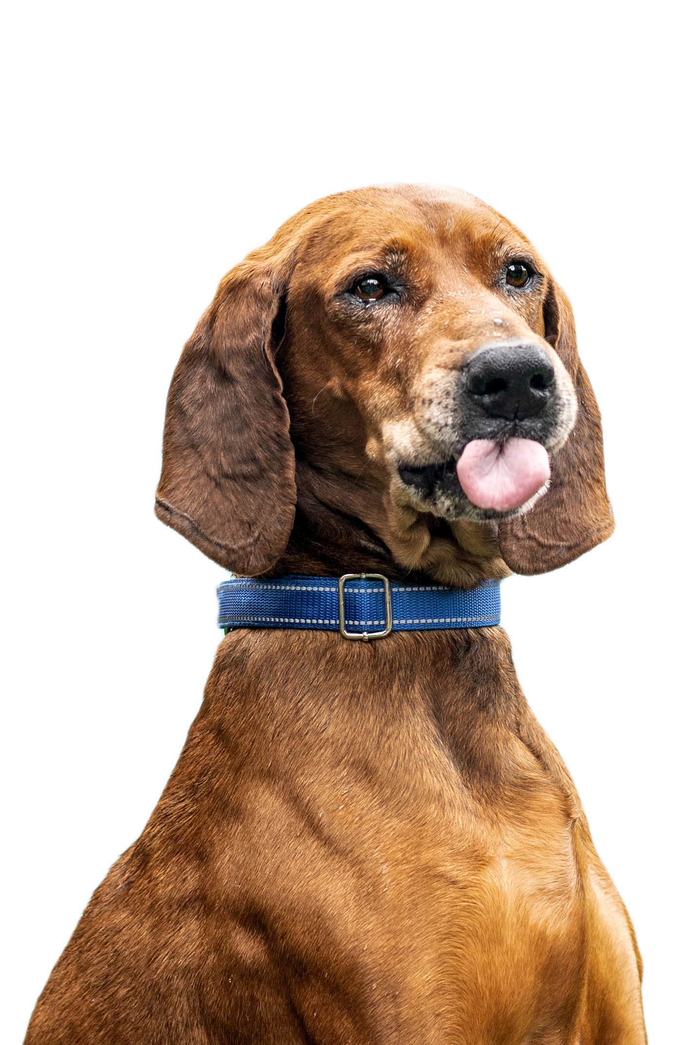All ears and all heart—adopt this gentle boy.