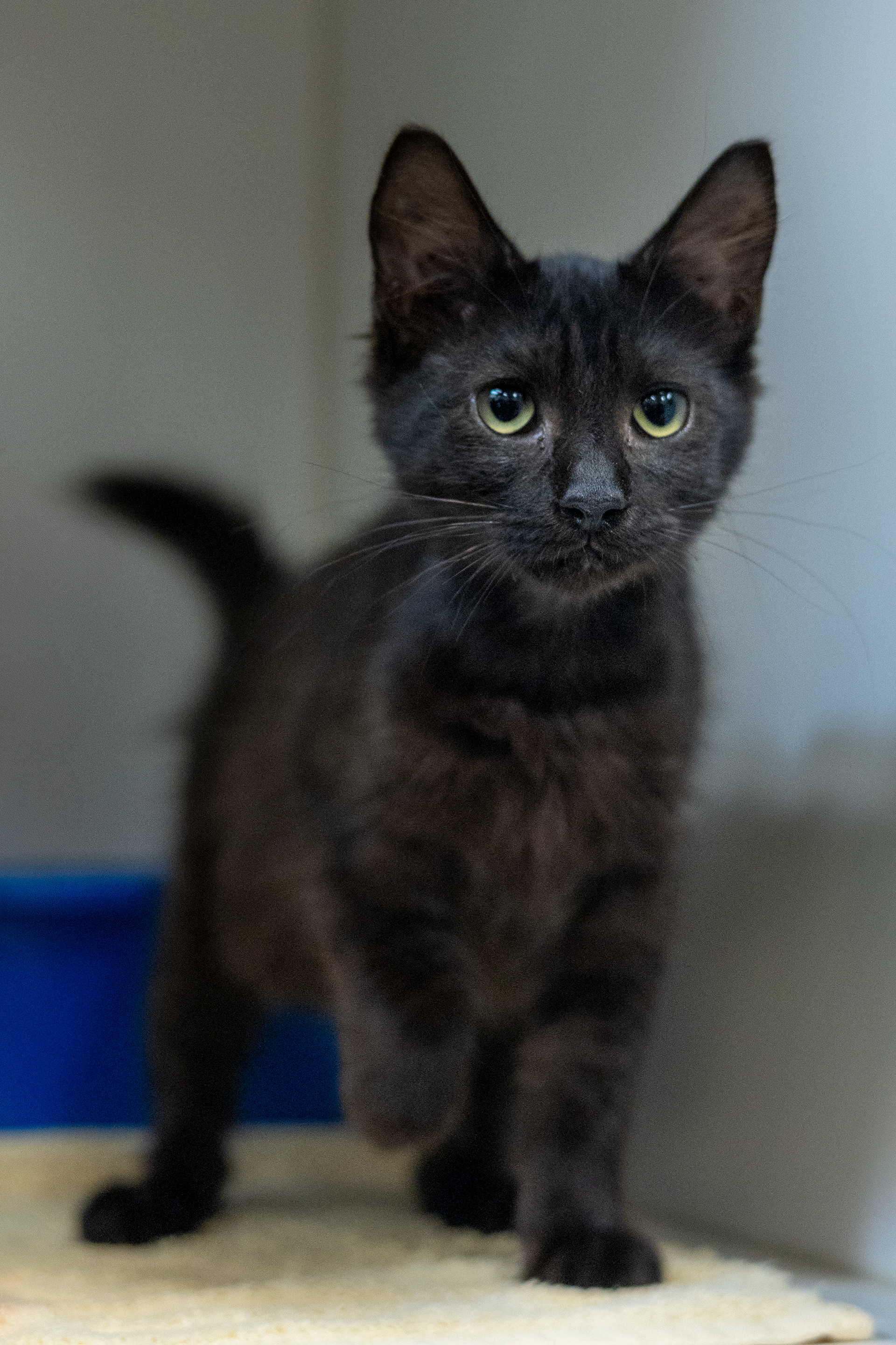 Shadowy coat, sunshine soul. Adopt this mysterious cutie!