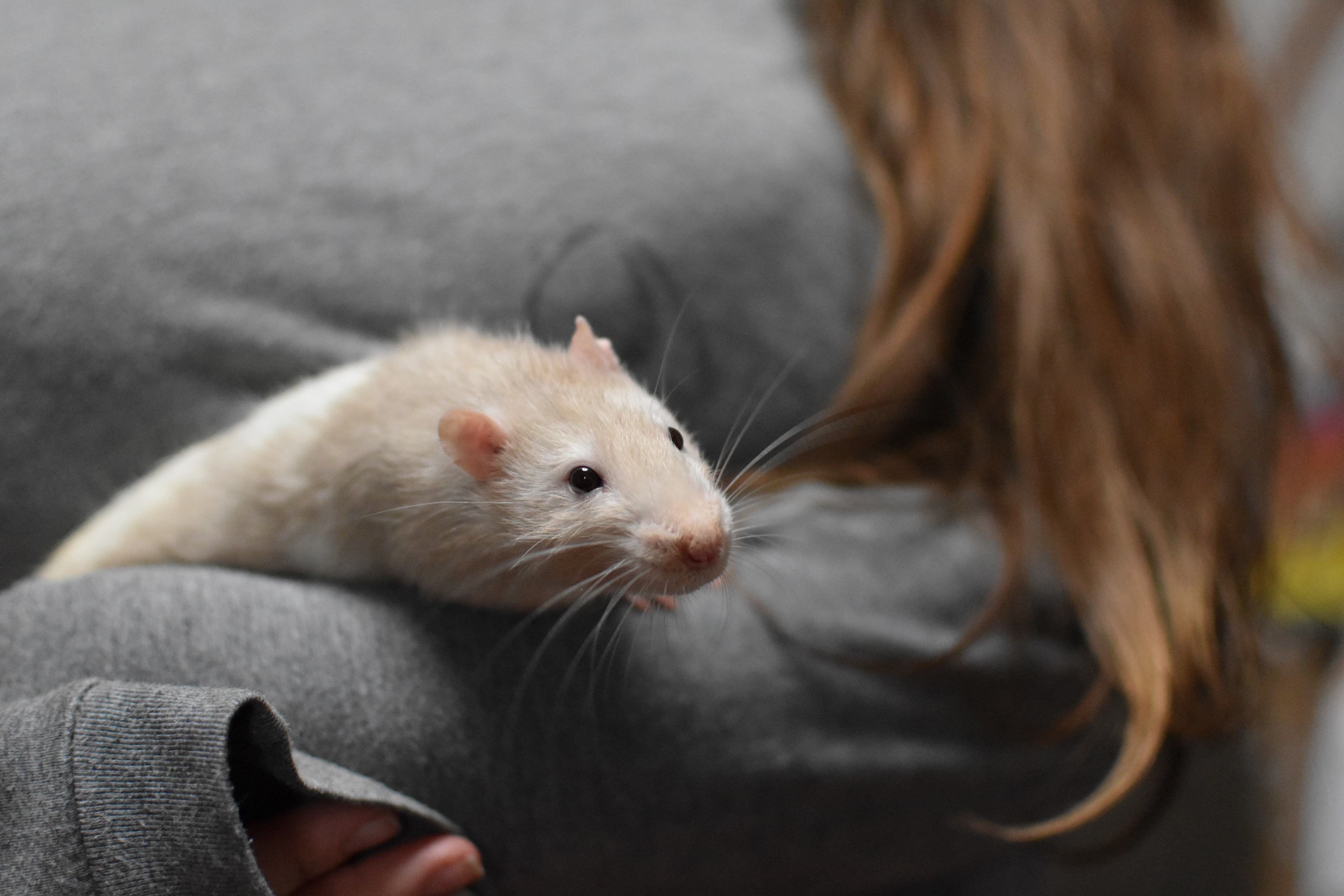 A heart as gentle as his whiskers.