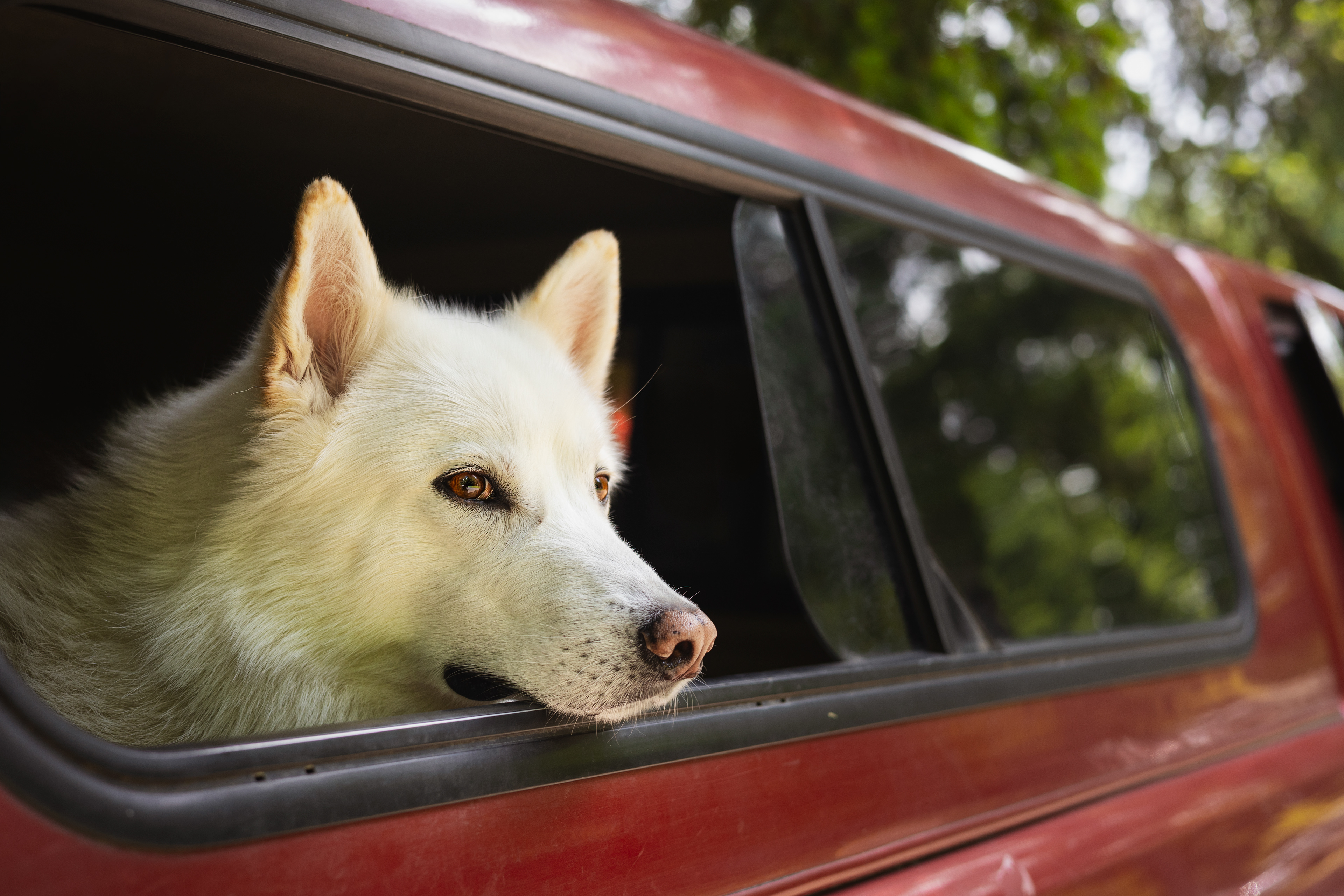 Thinking deep thoughts. Probably about squirrels.