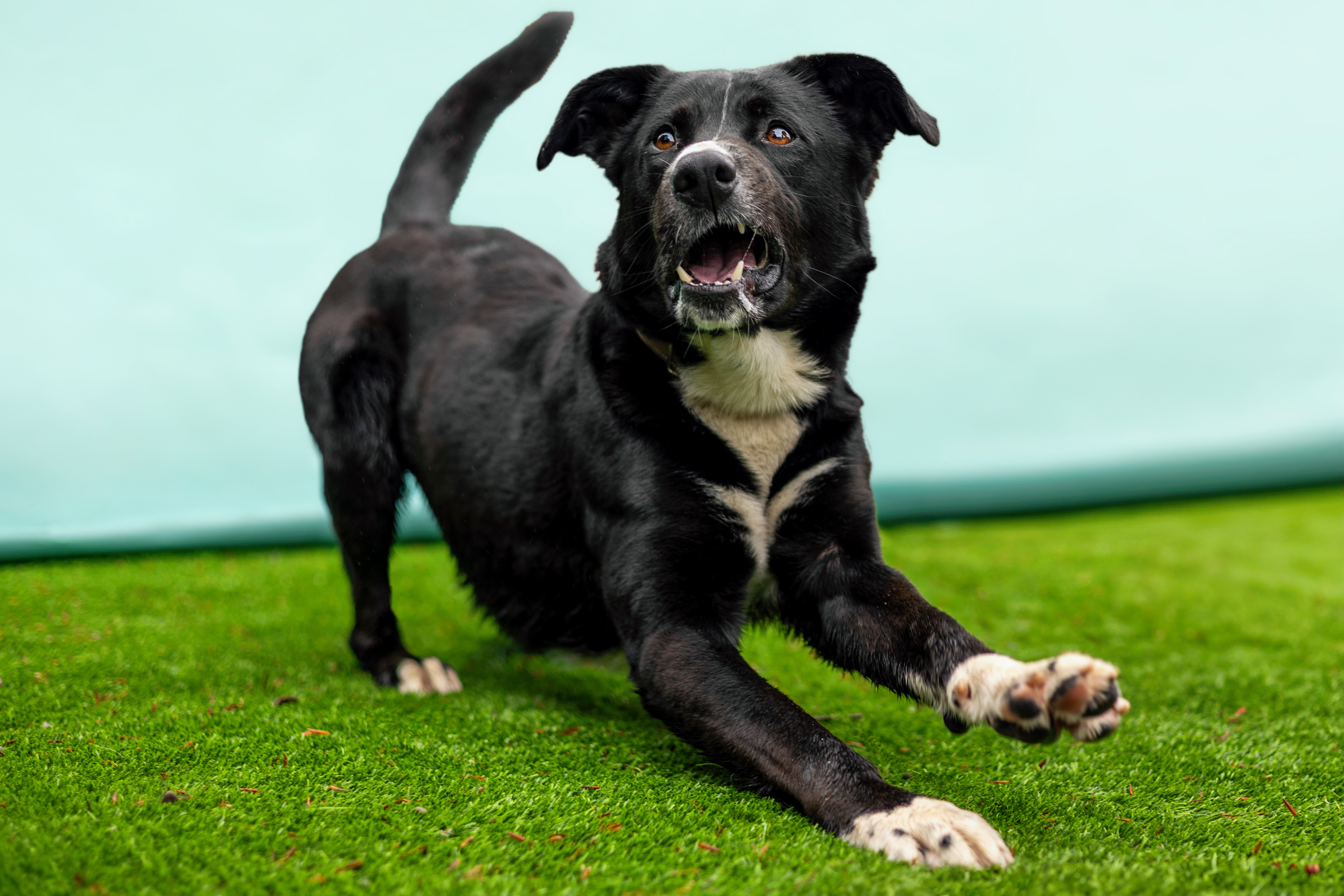 Certified goofball. Fetch champion. Waiting for his person.