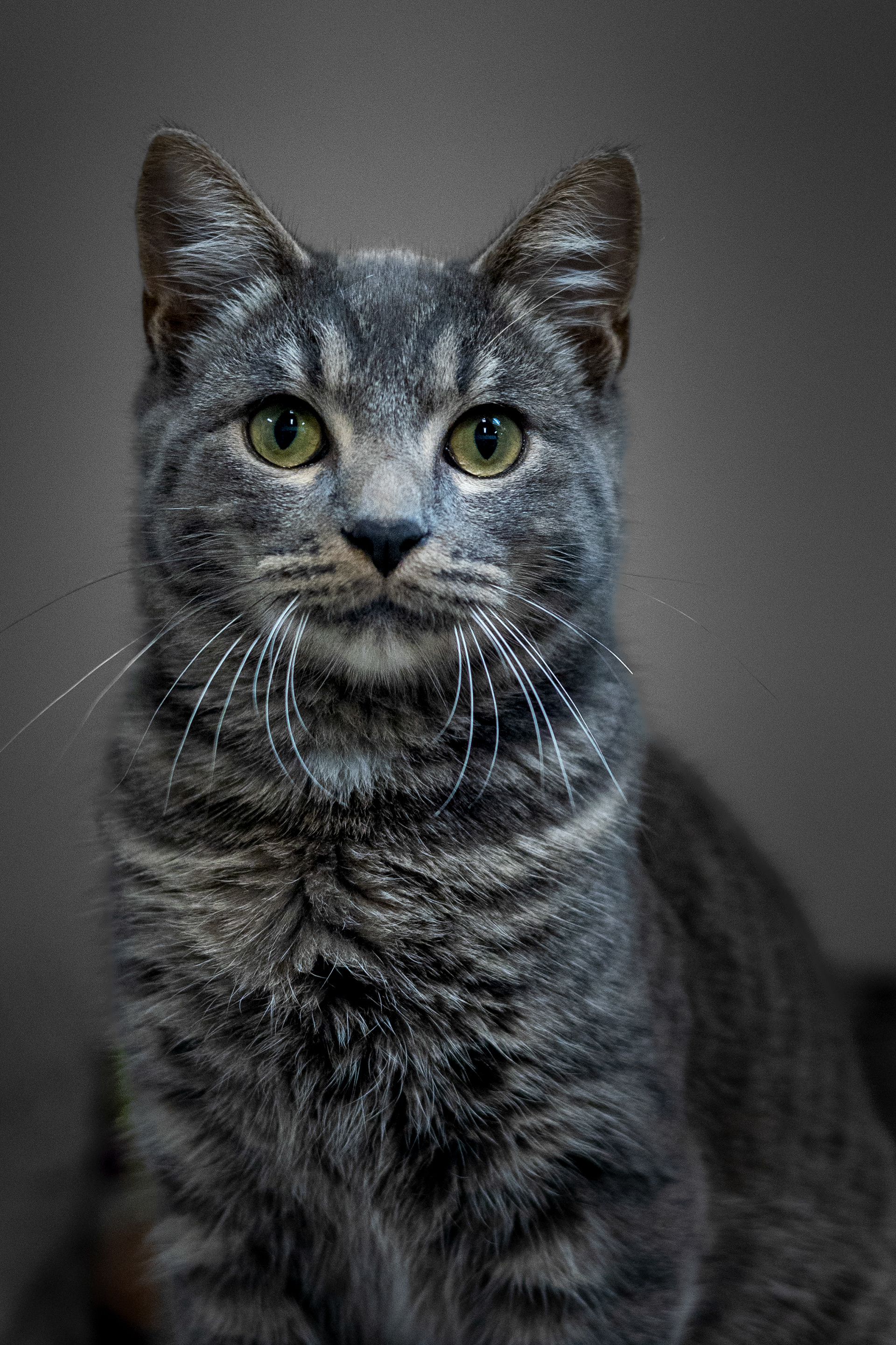 Eyes like moonlight—this tabby is ready to be your softest shadow.