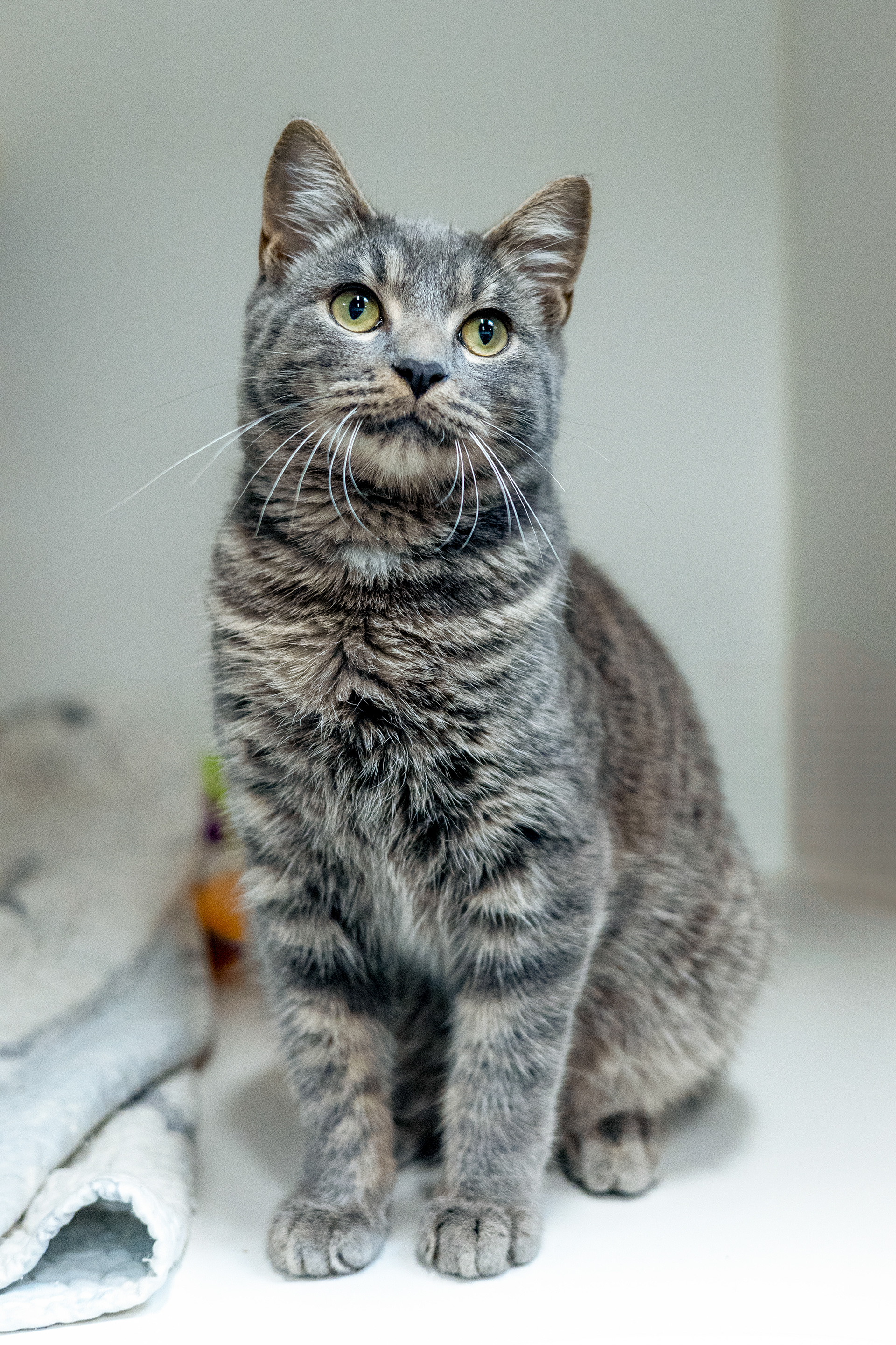 Tiny tiger. Big heart. Ready to rule your home.