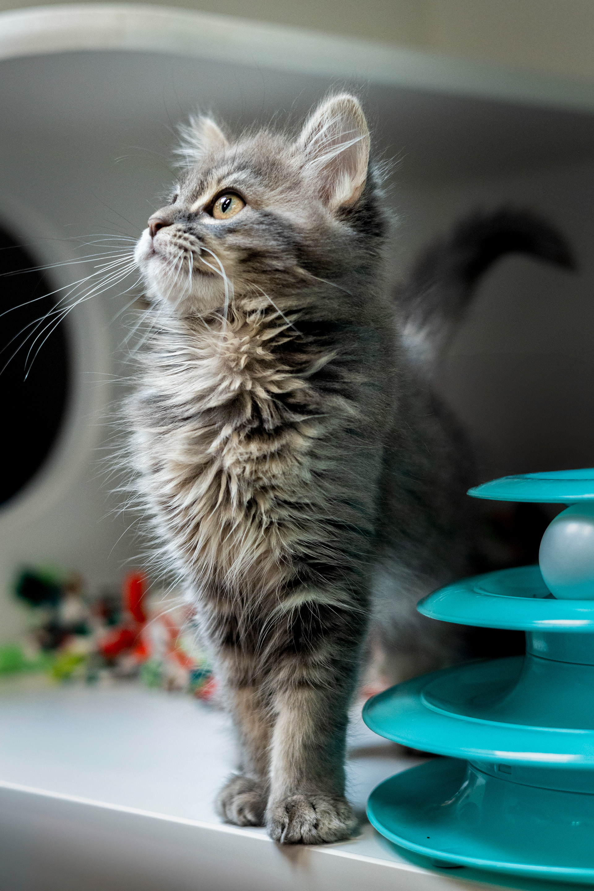 Curious, playful, perfect—just missing a forever lap.