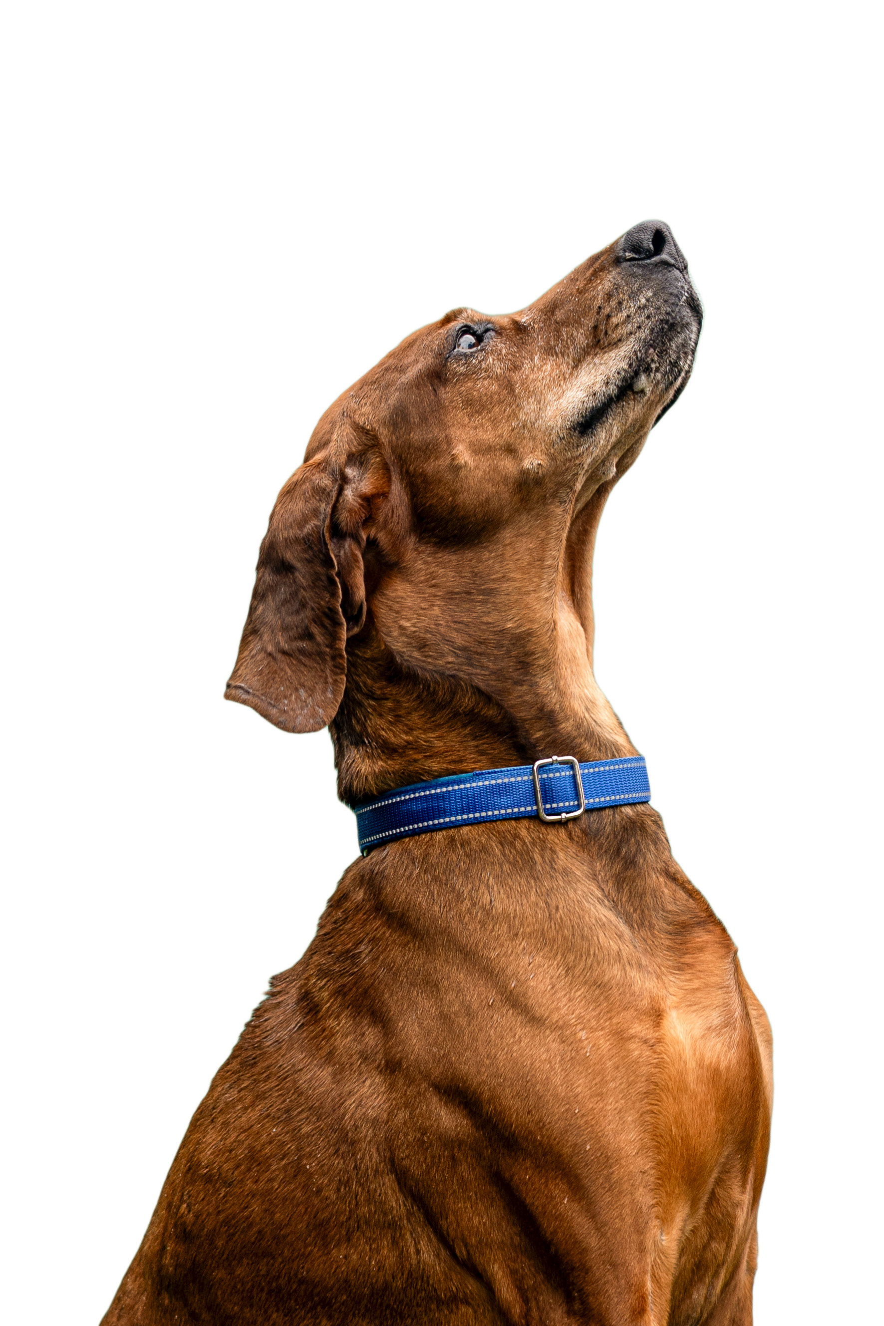Neck model. Treat lover. Ready for his forever home.